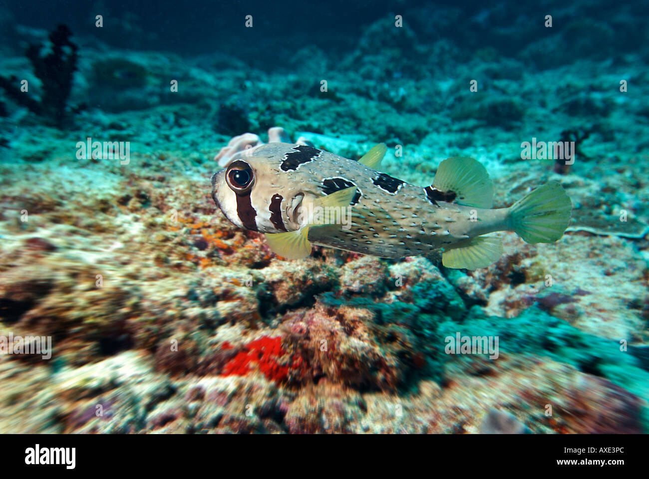 Shortspine Porcupinefish (Diodon liturosus), Vakarufalhi, Ari atoll, Indian Ocean, Maldives Stock Photo