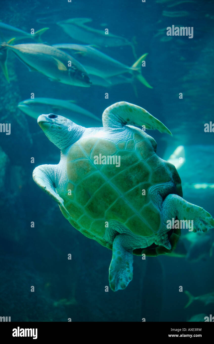 South Africa Cape Town Leatherback Turtle Dermochelys coriacea swimming