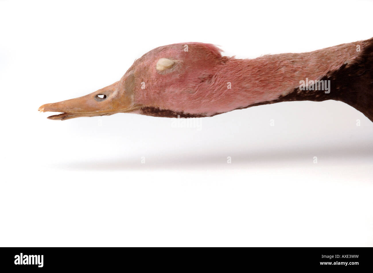 Extinct bird, Rhodonessa caryophyllacea, Pink headed Duck. YPM 42022. Yale Peabody Museum collection Stock Photo