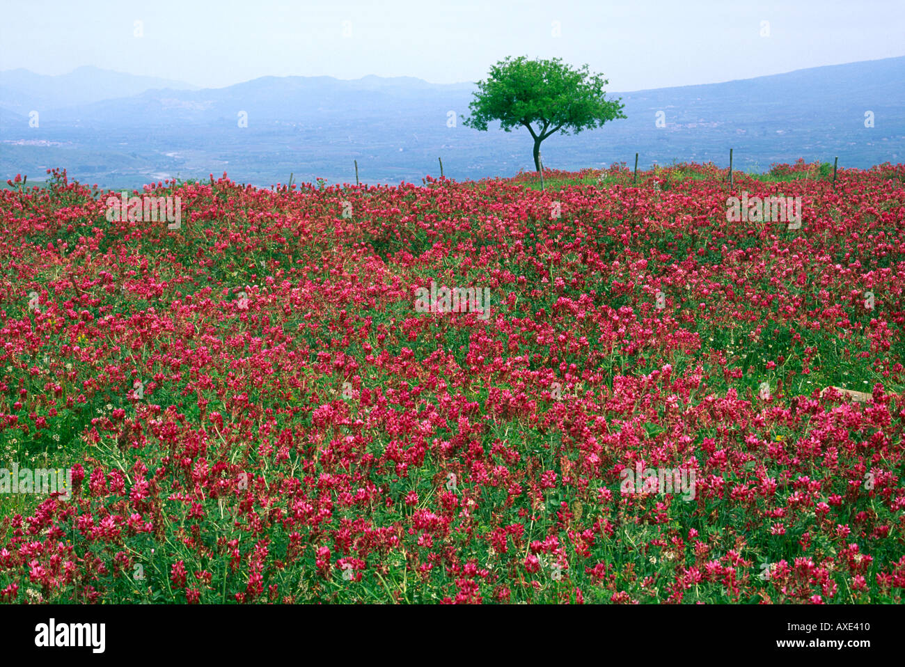 Wildflowers sicilian italy italian hires stock photography and images