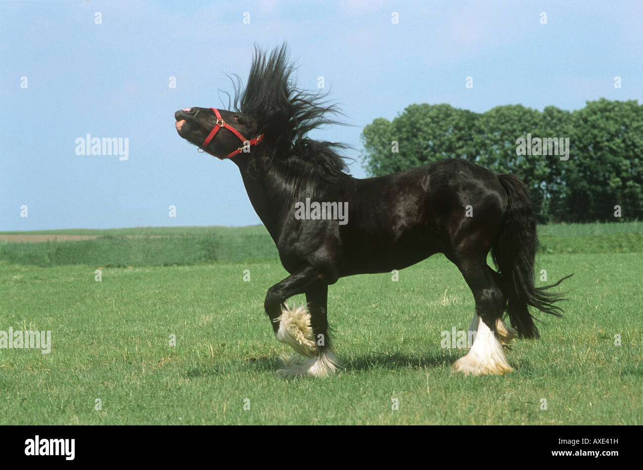 Shire Horse on meadow Stock Photo