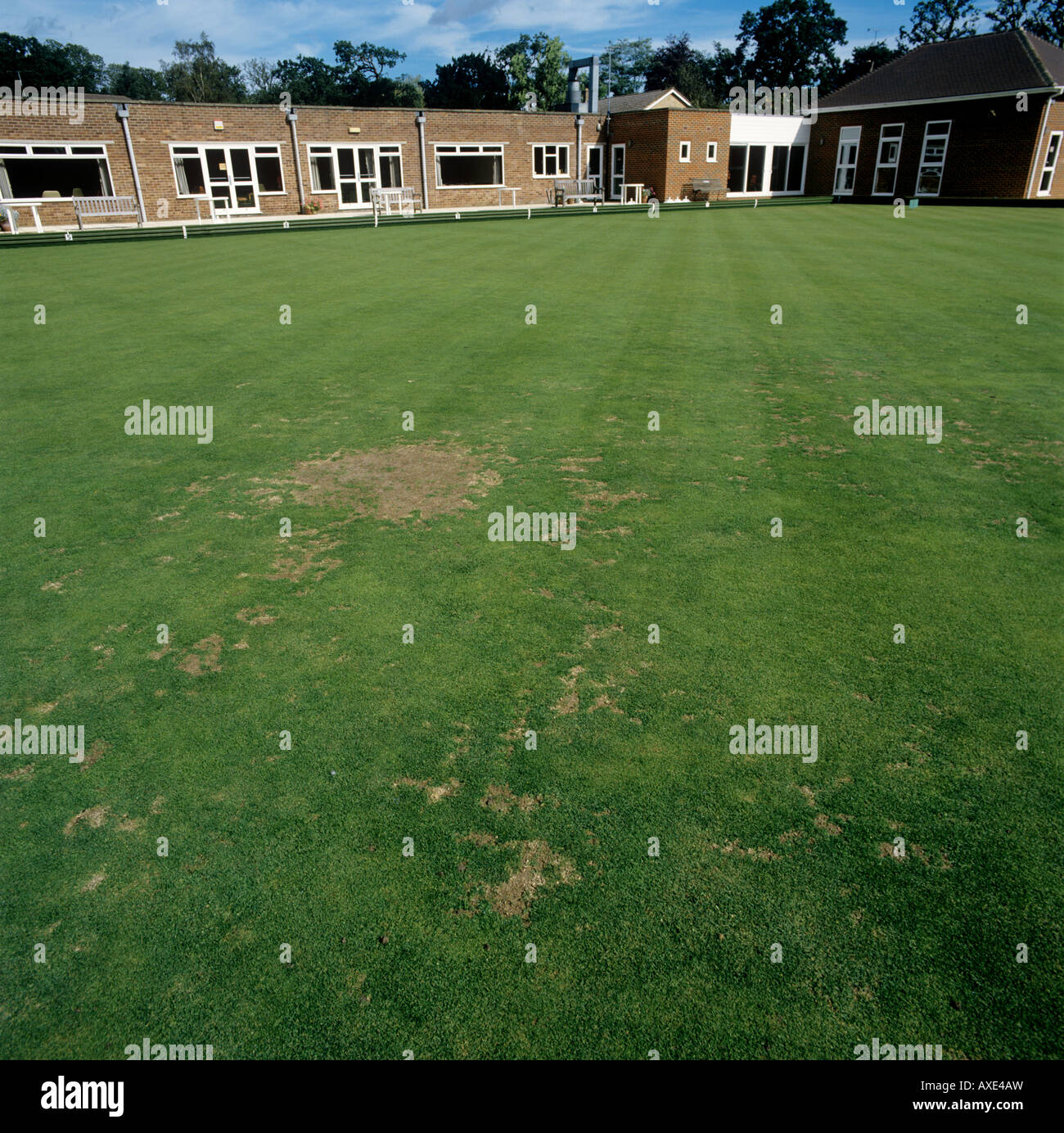 Take all patches Gaeumannomyces graminis in bowling green turf Stock Photo