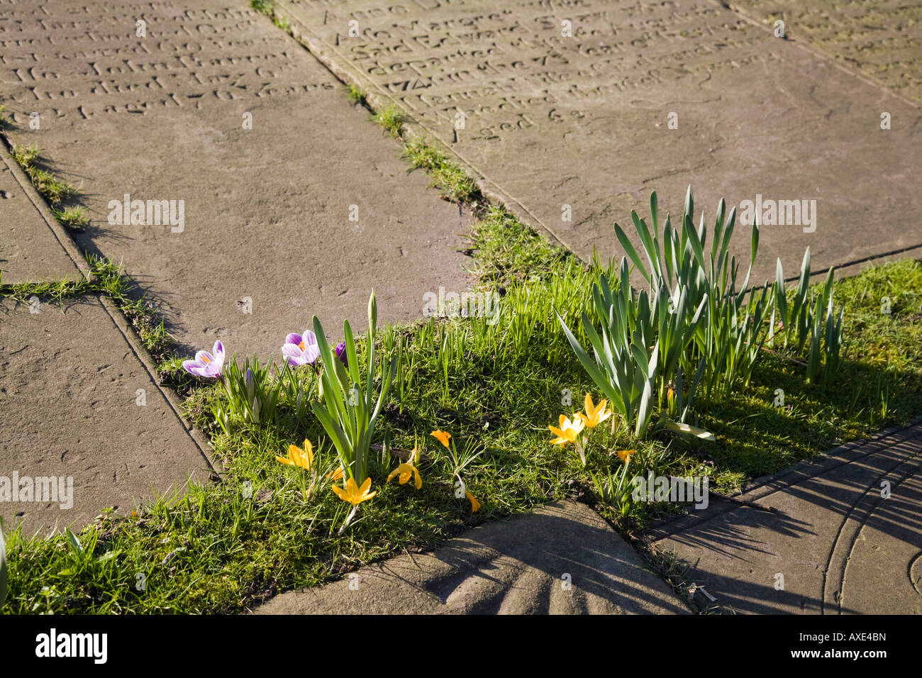 Flowers in a church graveyard. Cheadle, Stockport, Greater Manchester, United Kingdom. Stock Photo