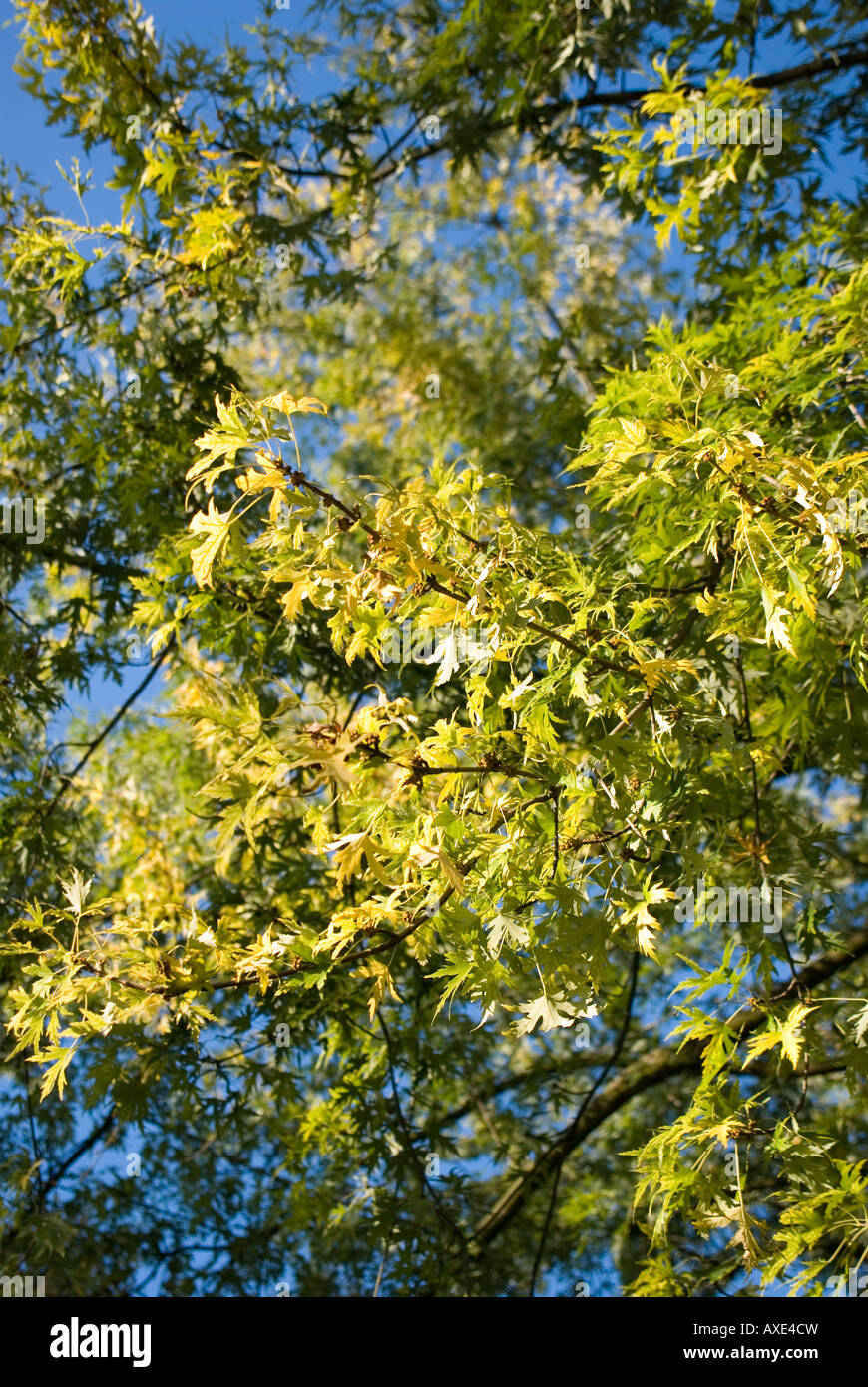 Florida Maple, Acer barbarum, close-up Stock Photo