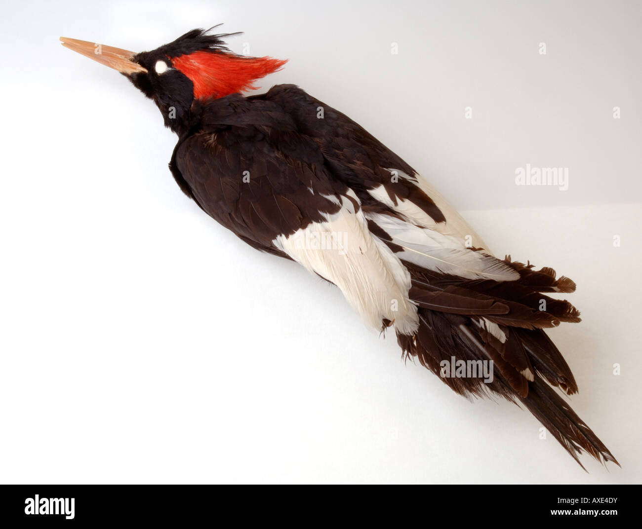 Extinct bird, Campephilus imperialis, Imperial Woodpecker, YPM 58534
