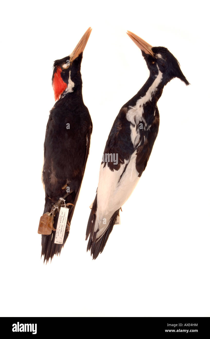 Extinct bird, Campephilus principalis, Ivory billed Woodpecker, YPM 8528 male at left, 4633 Yale Peabody Museum collection Stock Photo