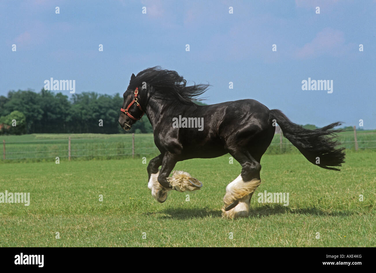 Shire Horse - galloping on meadow Stock Photo