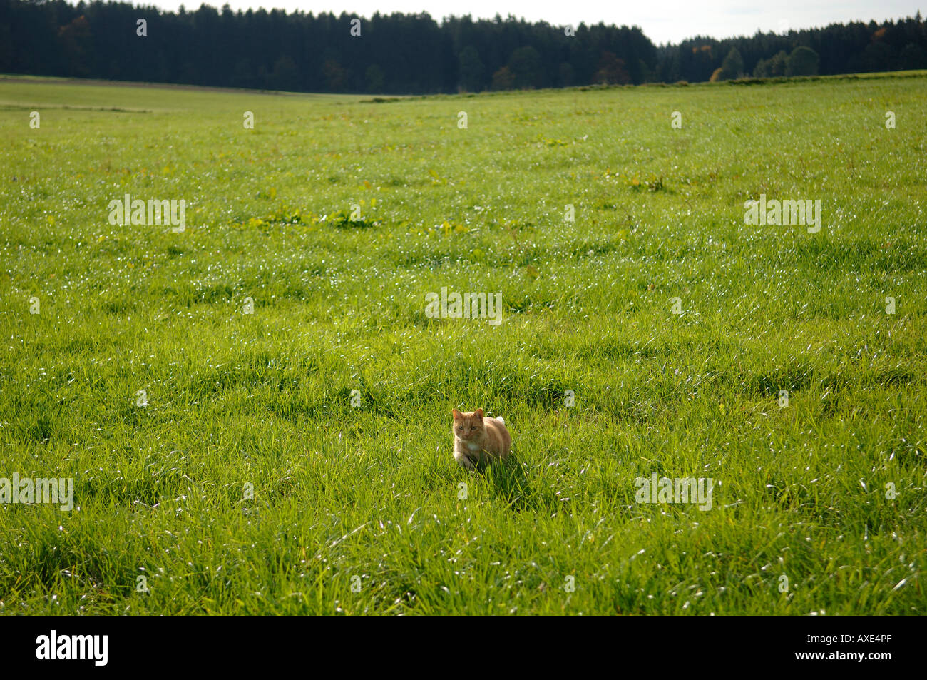 Cat in a meadow Stock Photo