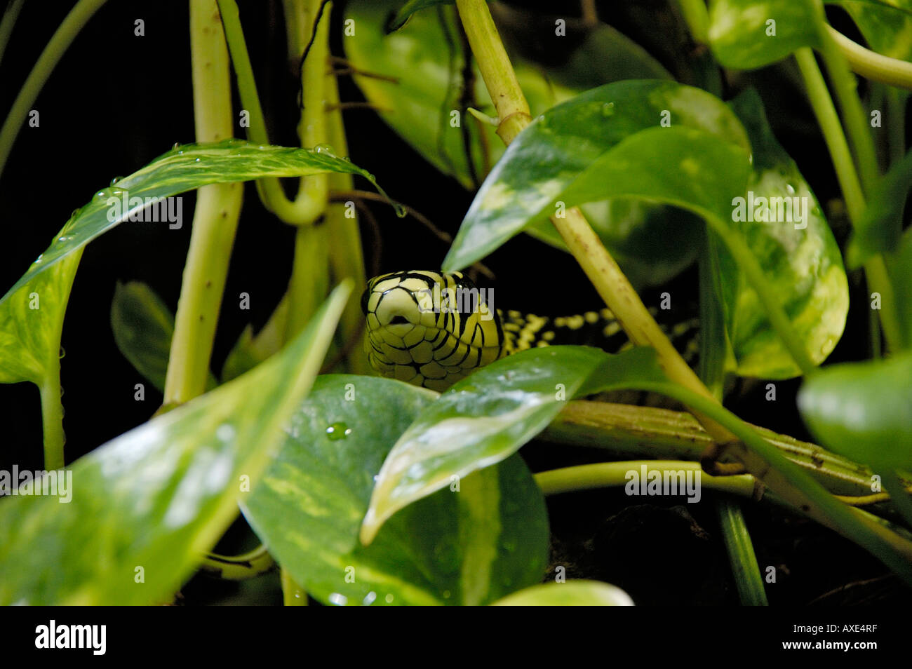 Whip Snake (Spilotes pullatus) Stock Photo