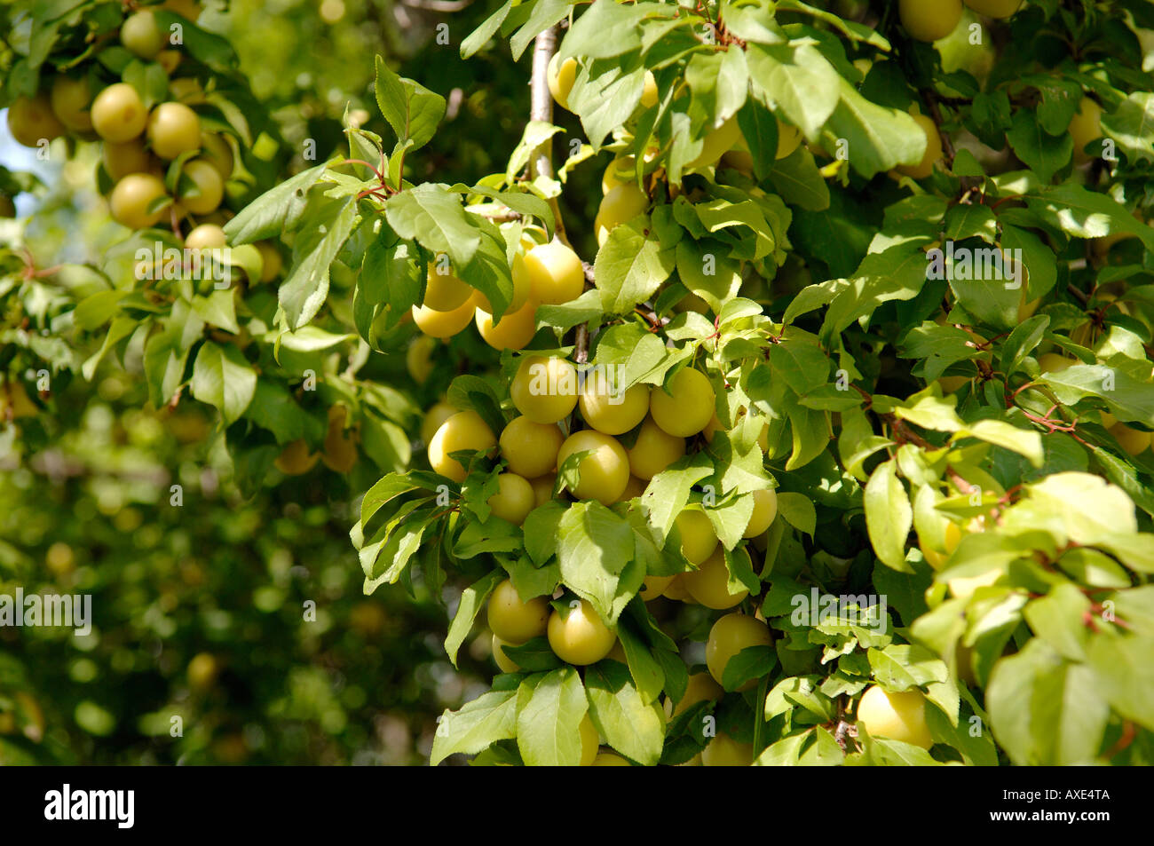 Mirabelle prune prunus domestica hires stock photography and images Alamy