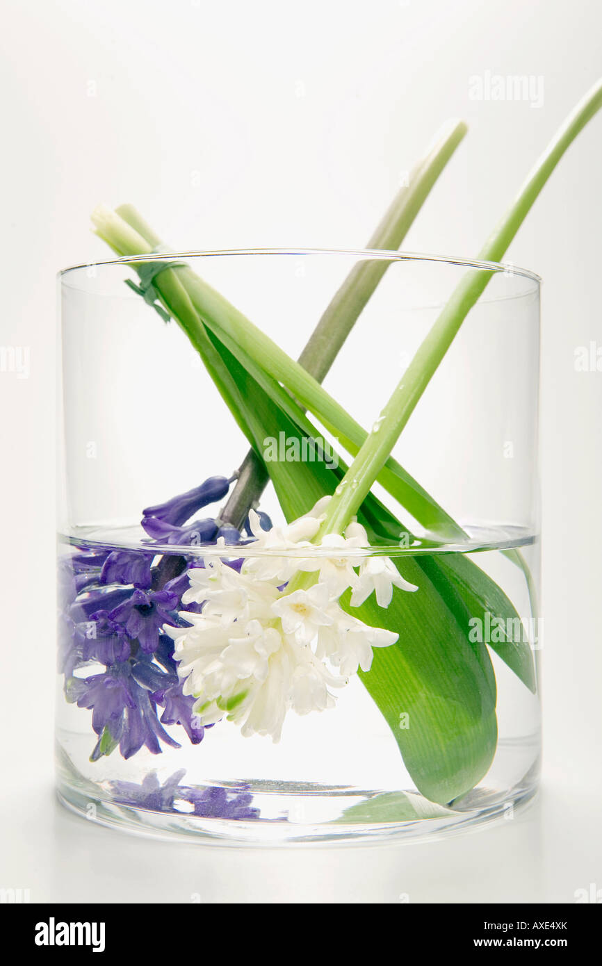 Hyacinths in flower vase, (Hyacinthus Stock Photo Alamy
