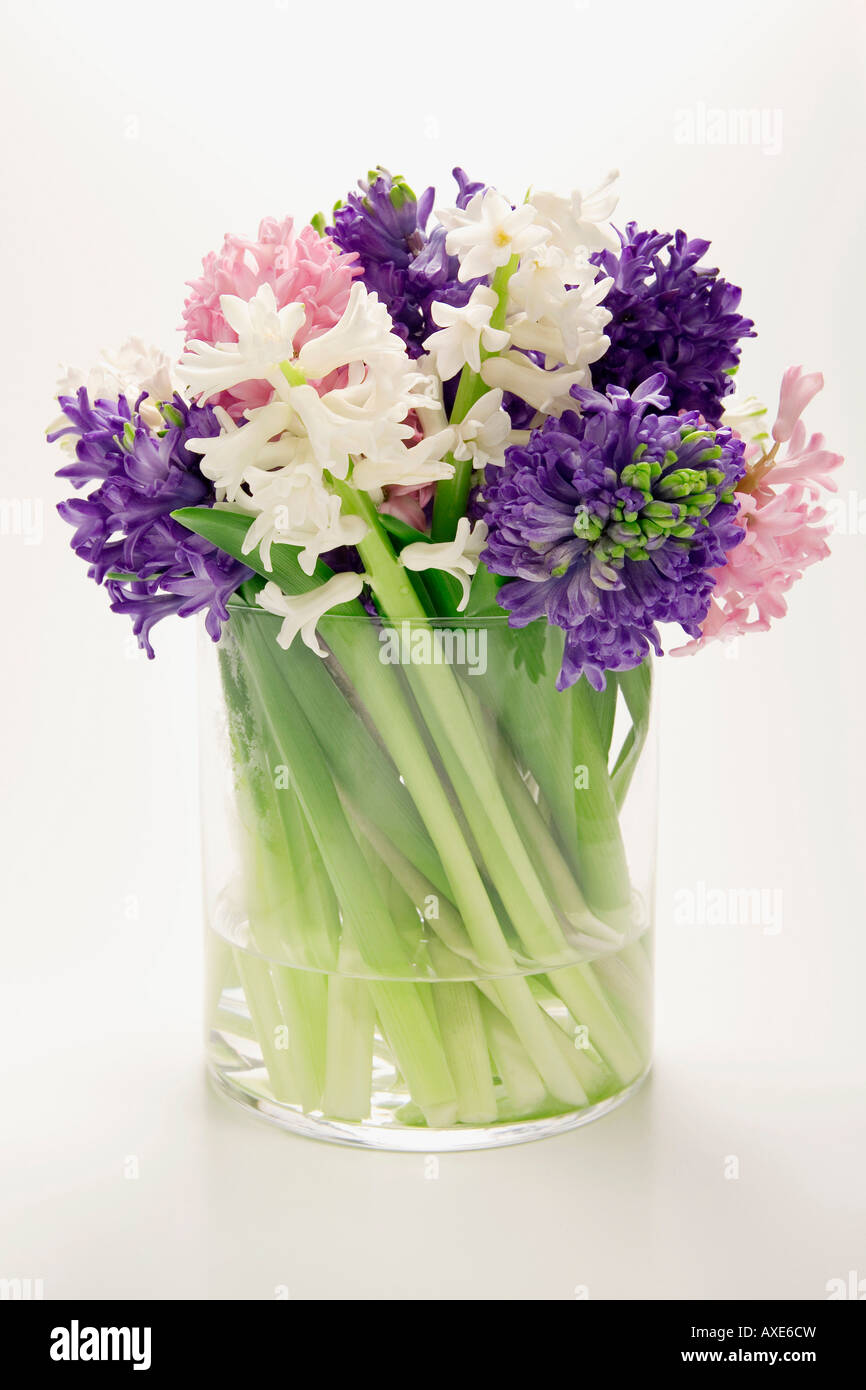 Bunch of hyacinths in flower vase, (Hyacinthus Stock Photo Alamy
