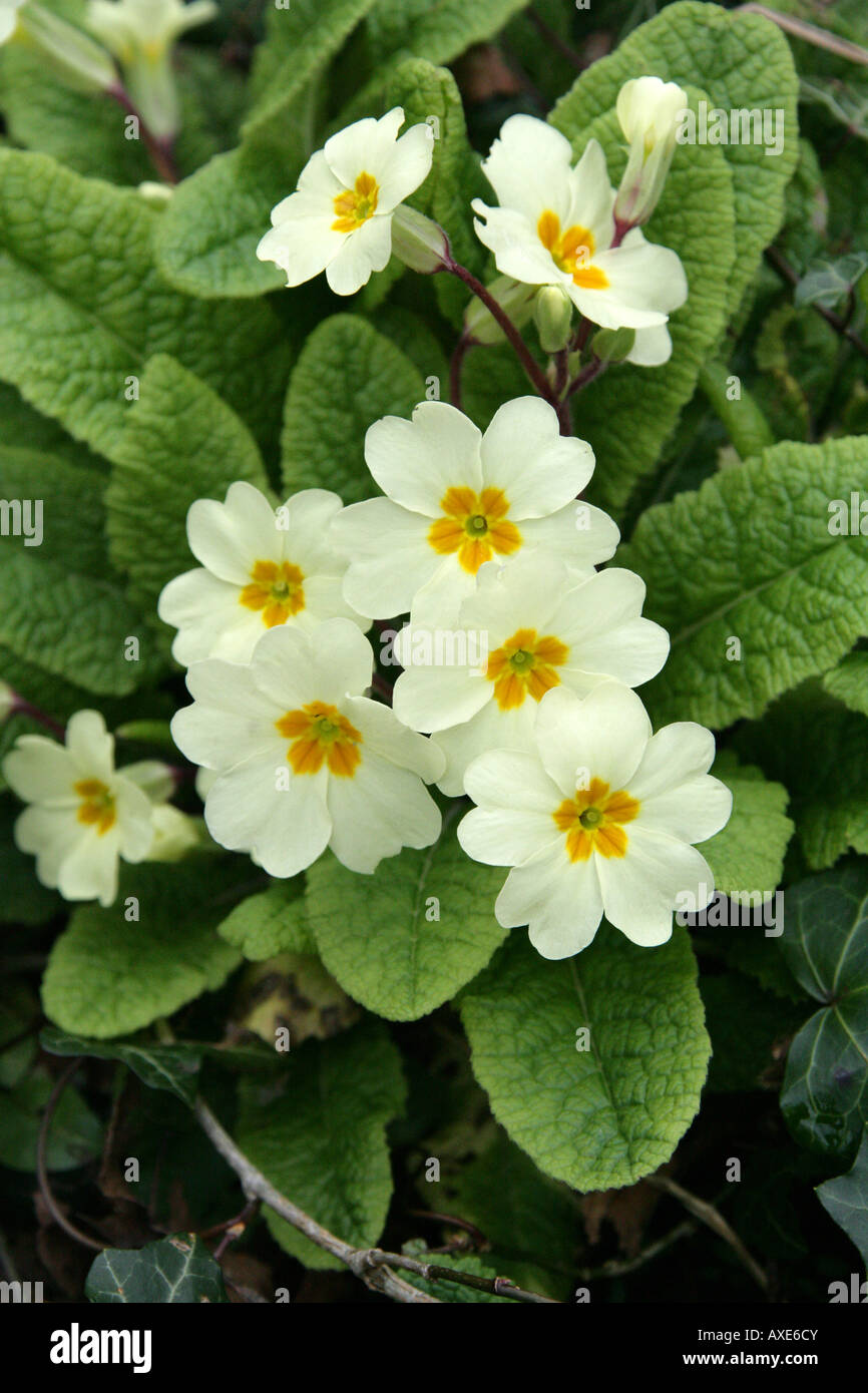 Common Primrose Primula Vulgaris British Wild Flower Stock Photo Alamy