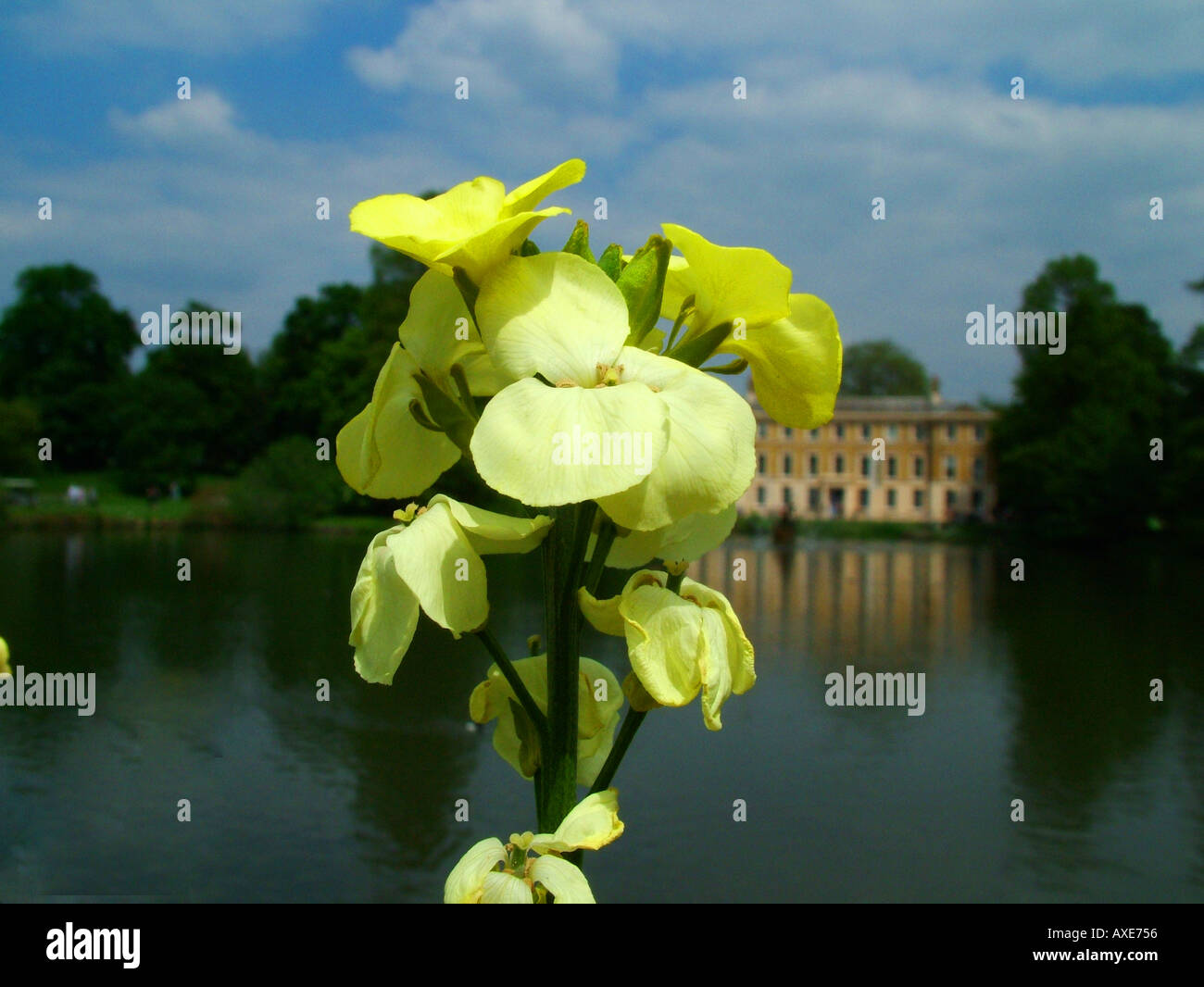 flower at kew gardens Stock Photo Alamy