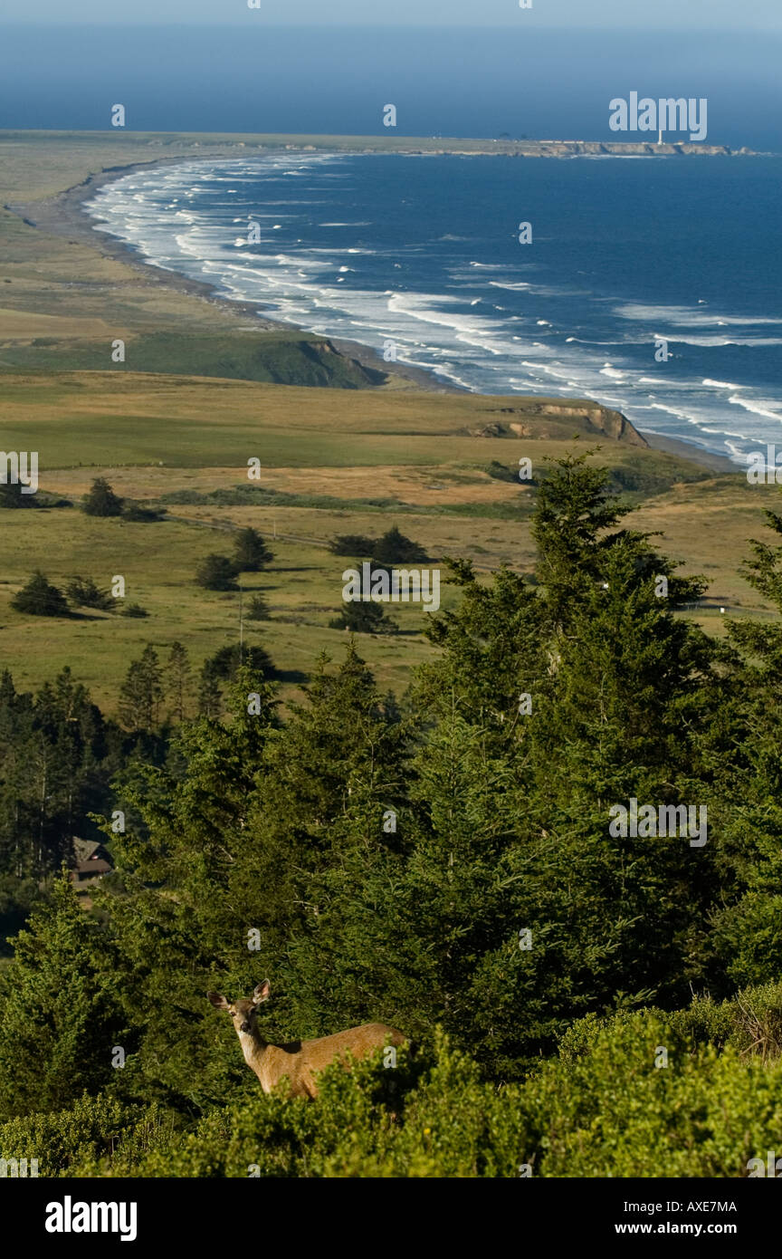 California, Point Arena, Manchester State Park elevated view, with deer Stock Photo Alamy