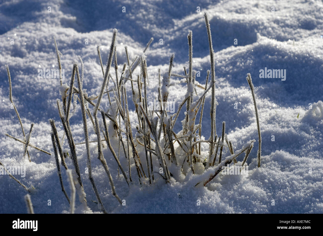 Plant stems showing through snow Stock Photo