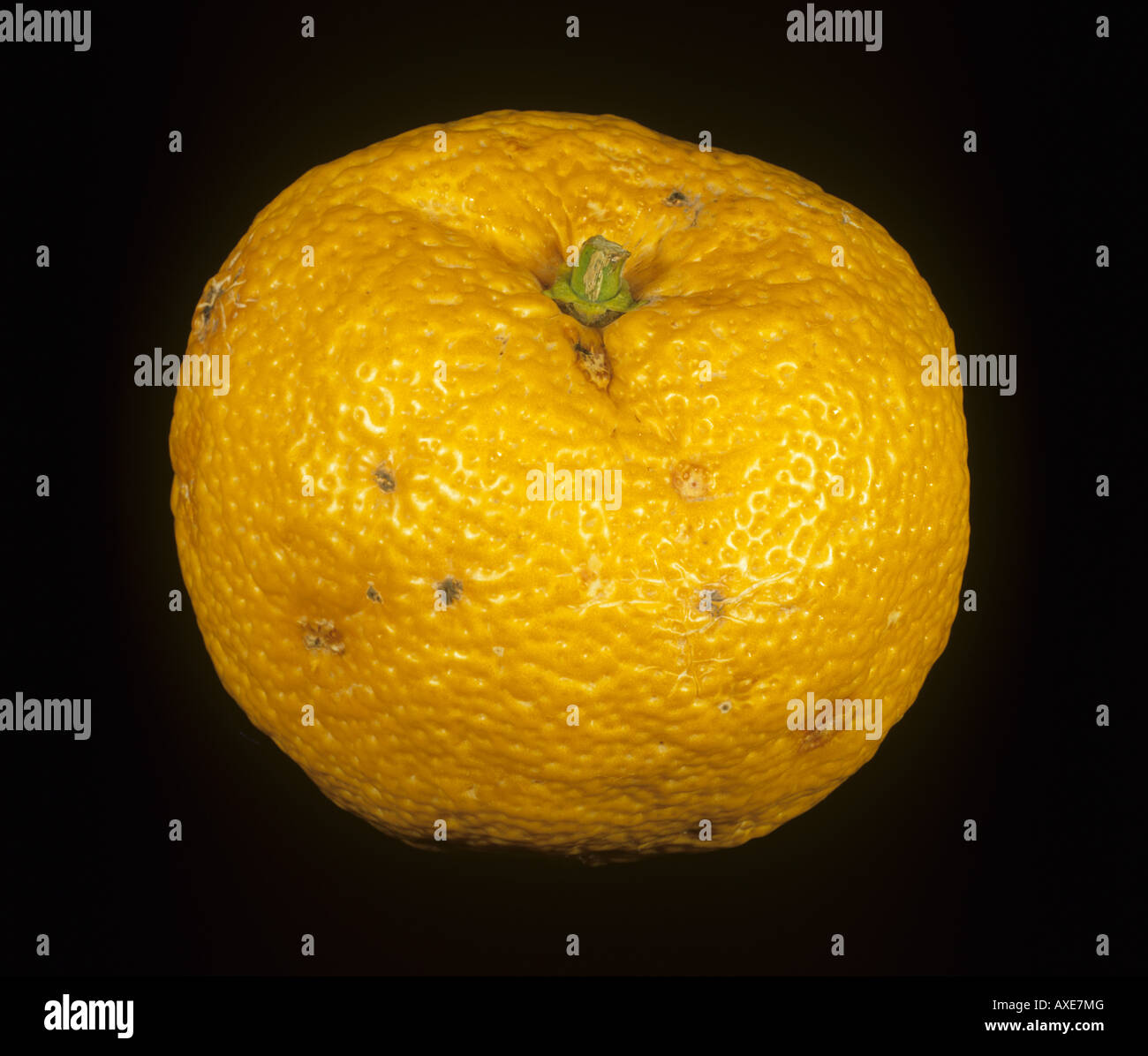 Whole citrus rootstock fruit Citrus junos variety Yuzu Stock Photo Alamy