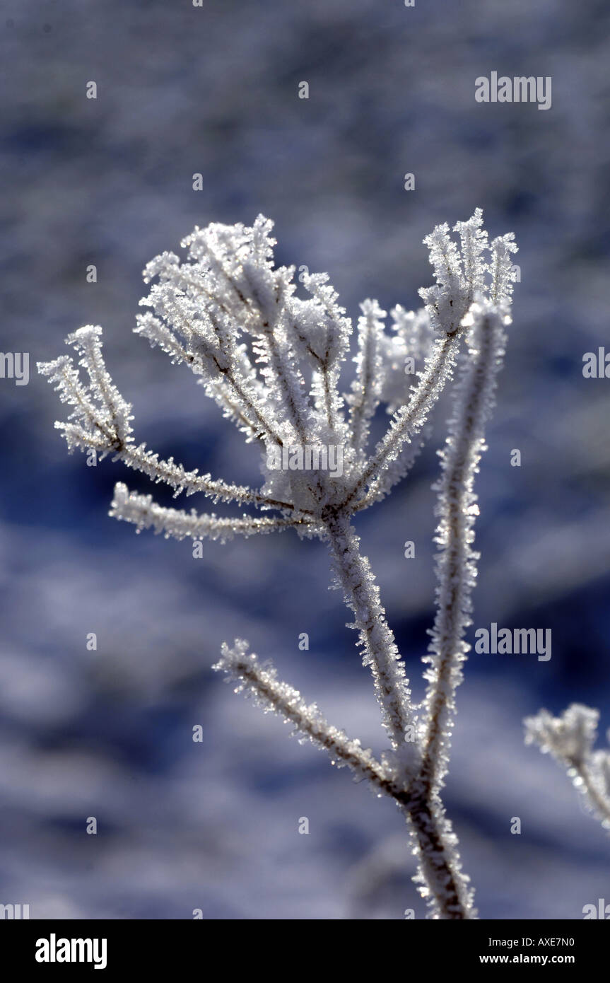 Umbellifer seed head in winter Stock Photo - Alamy