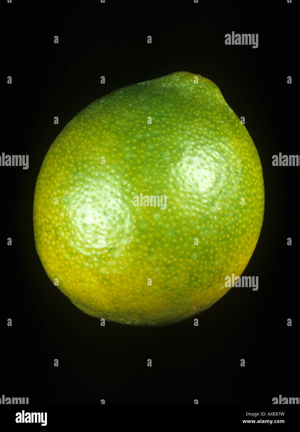 Whole limequat fruit a hybrid between line and kumquat variety Eustis Limequat Stock Photo