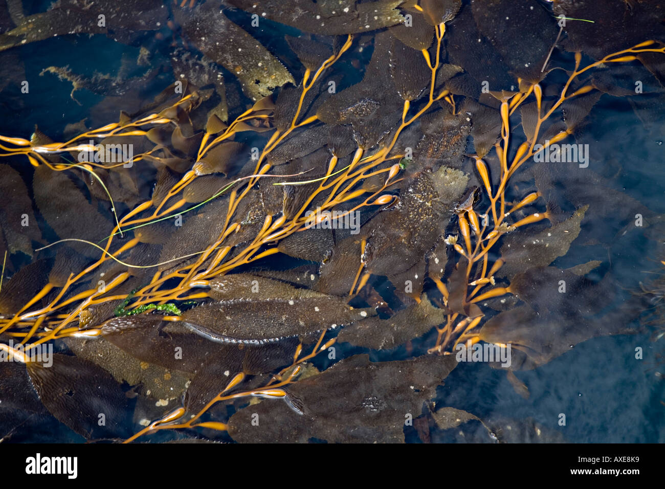 Seaweed on surface of water Vancouver island west coast Canada Stock Photo