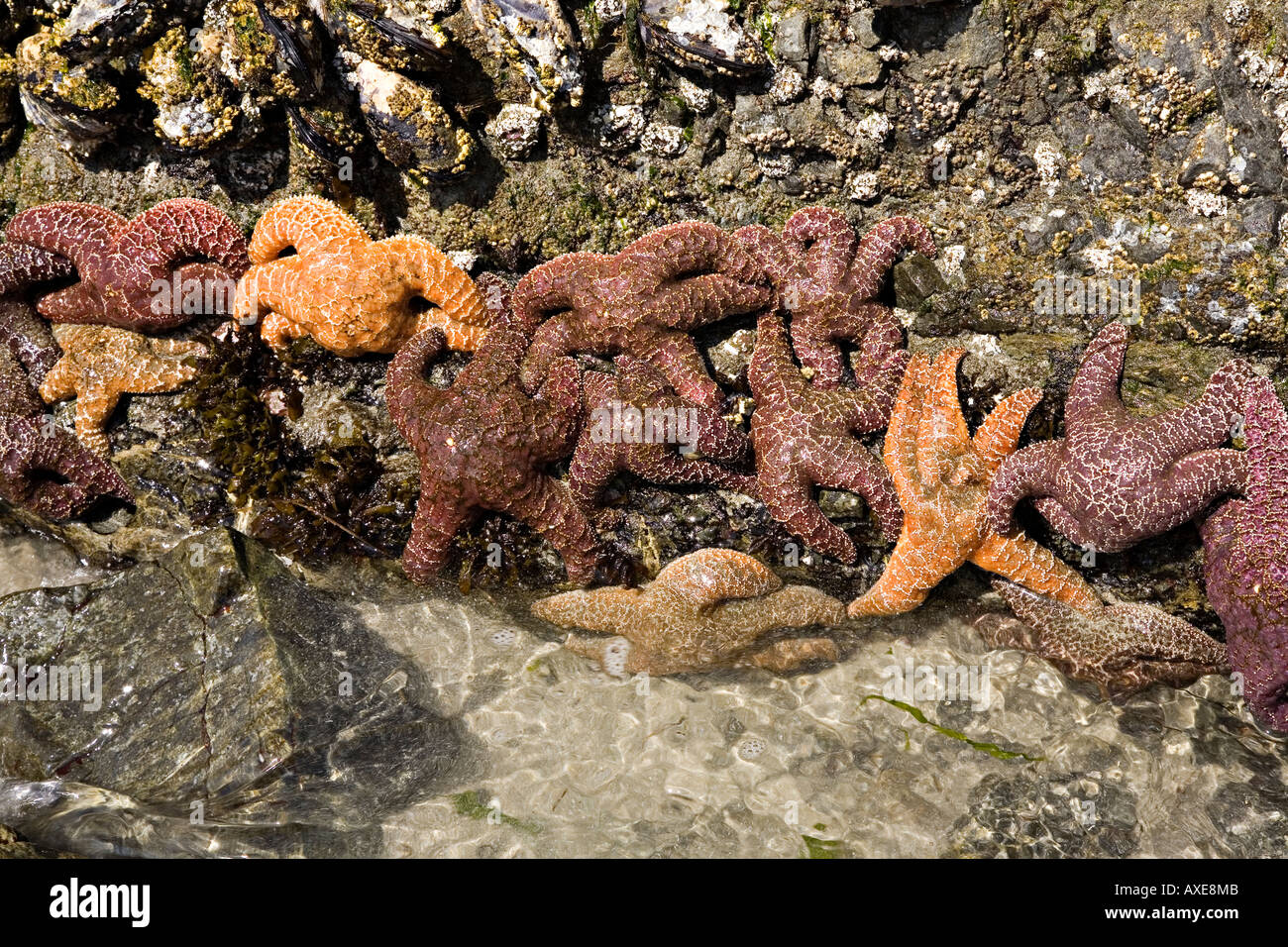 Purple or Ochre sea star starfish Pisaster ochraceus with mussels west coast of Vancouver Canada Stock Photo