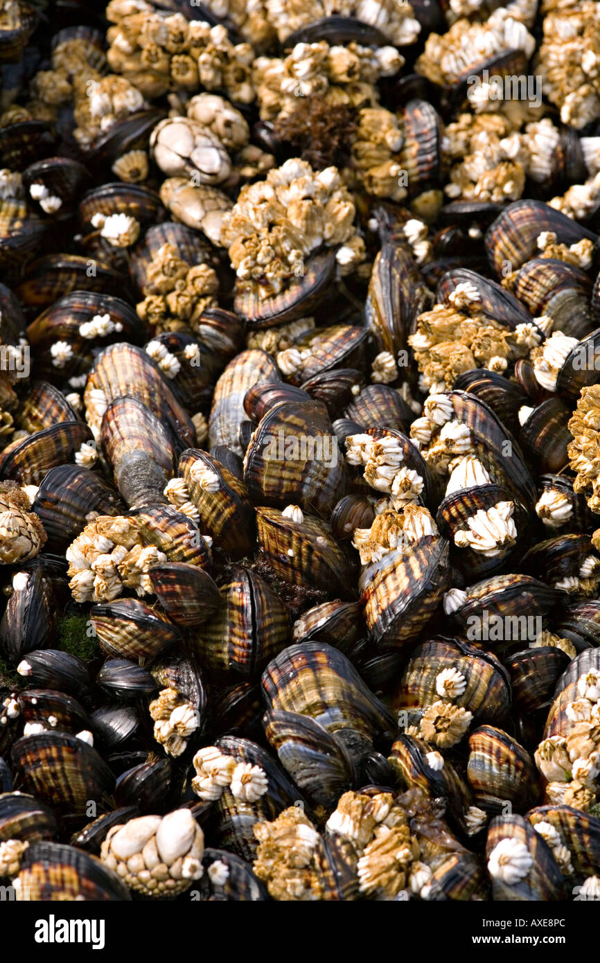 Mussels covered with barnacles Halfmoon Bay Vancouver island west coast Canada Stock Photo