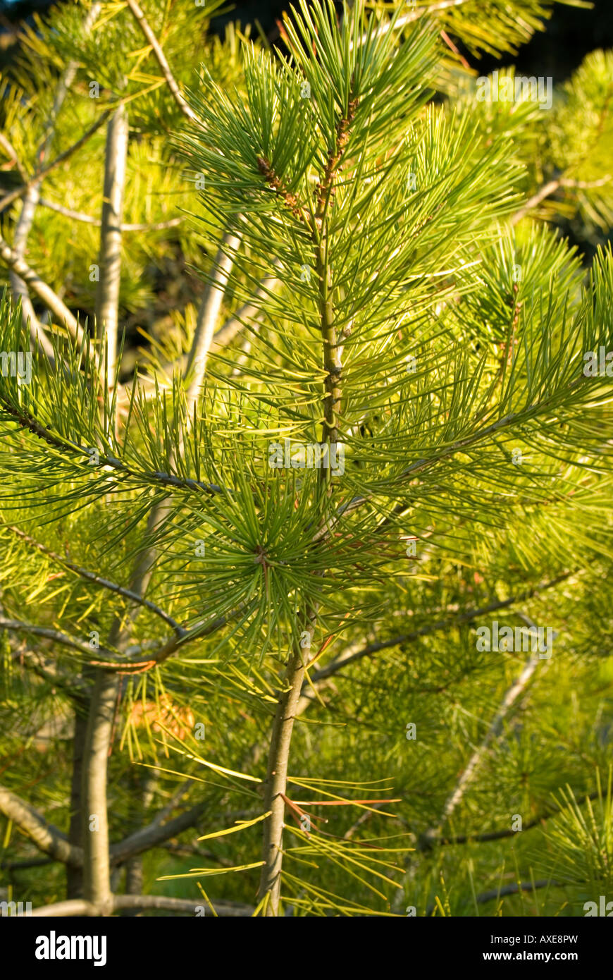 Mountain Pine, Pinus mugo, close-up Stock Photo