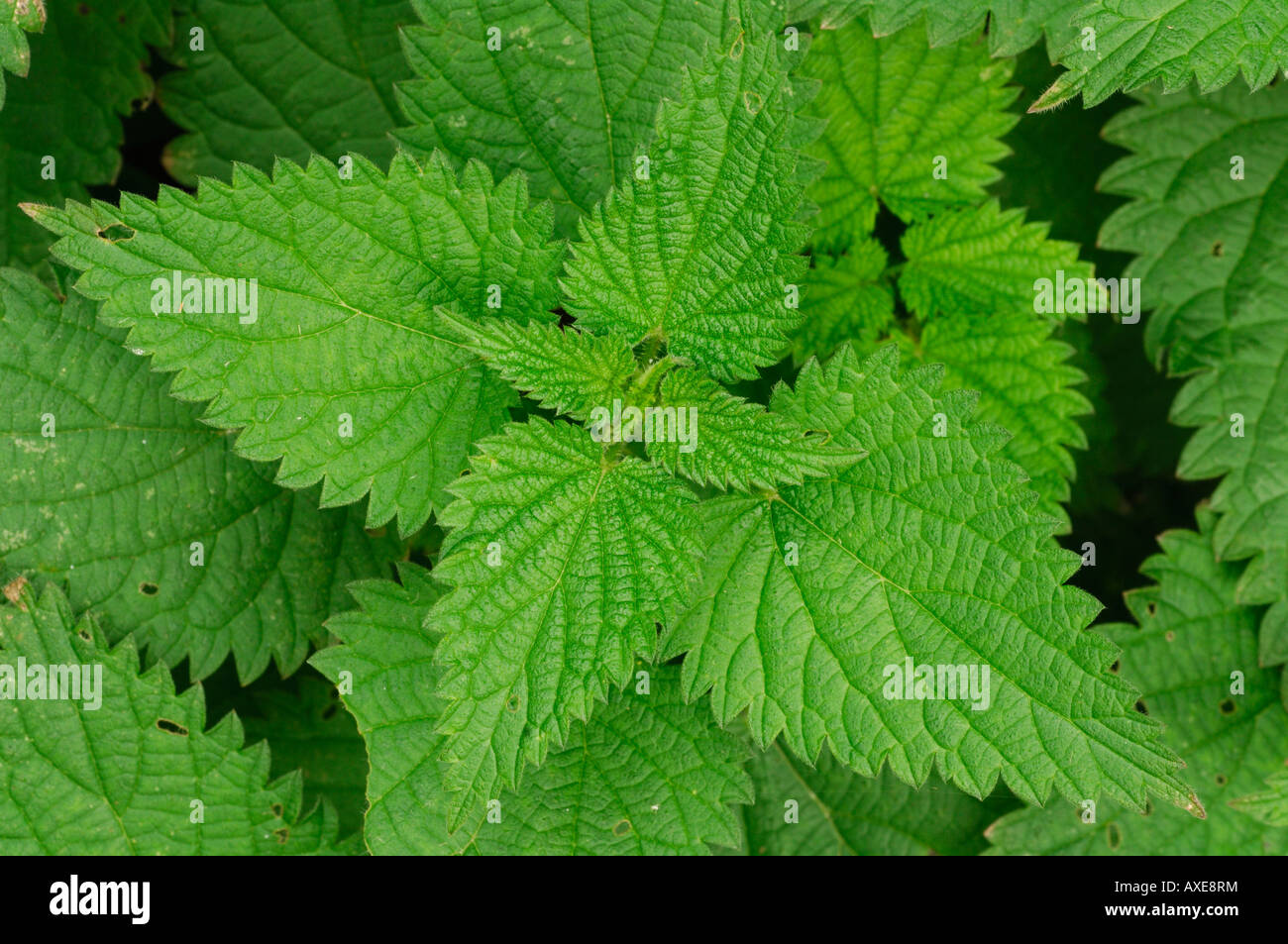Stinging Nettle Urtica dioica close up showing pattern formation of leaves Devon October 2007 Stock Photo