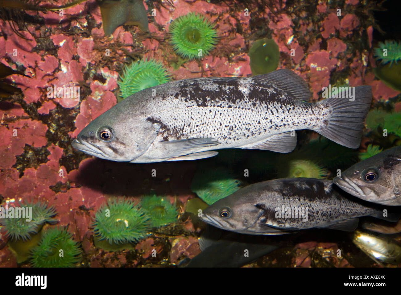 Black rockfish Sebastes melanops west coast of North America Stock Photo