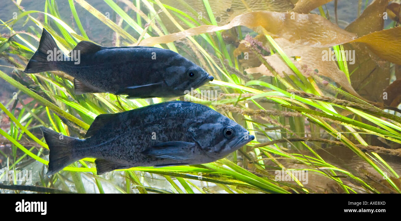 Blue rockfish Sebastes mystinus west coast of North America Stock Photo