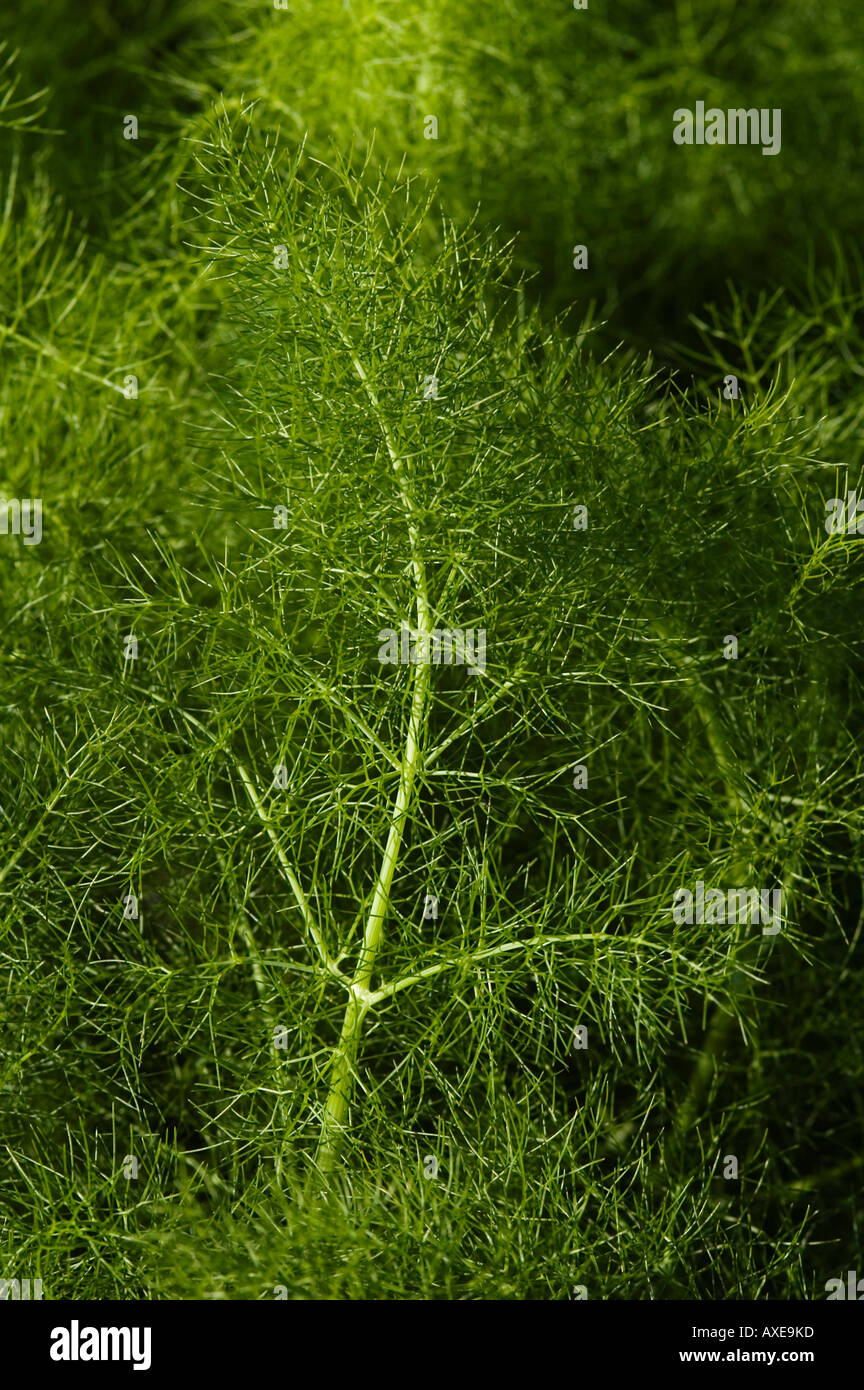 Cutting Horsetail Plants Isolated On White Background Stock Photo