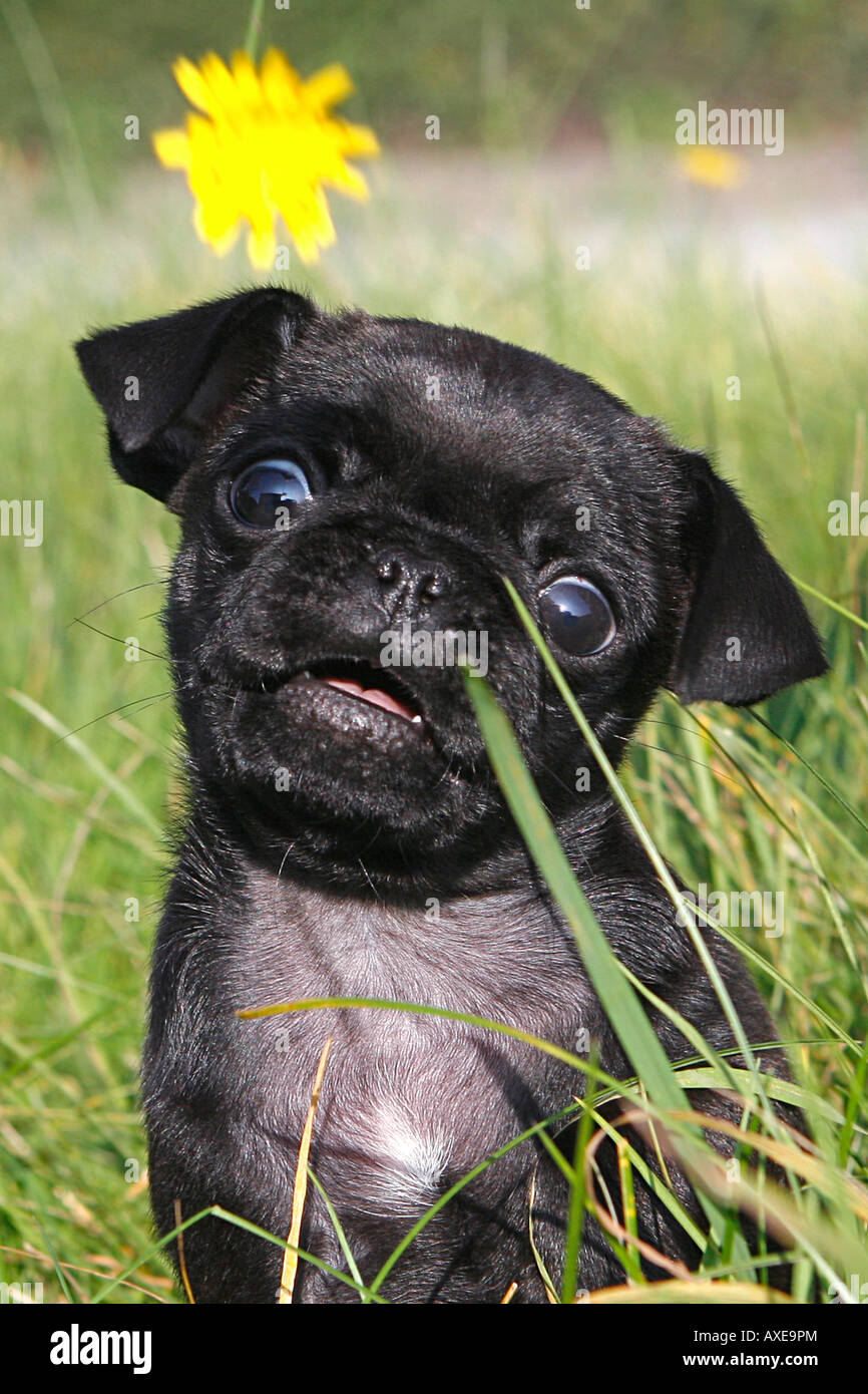pug - puppy on meadow Stock Photo
