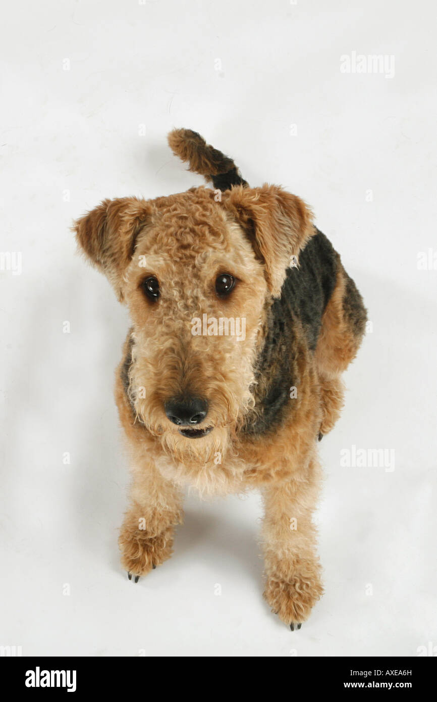 How To Cut Airedale Terrier Hair