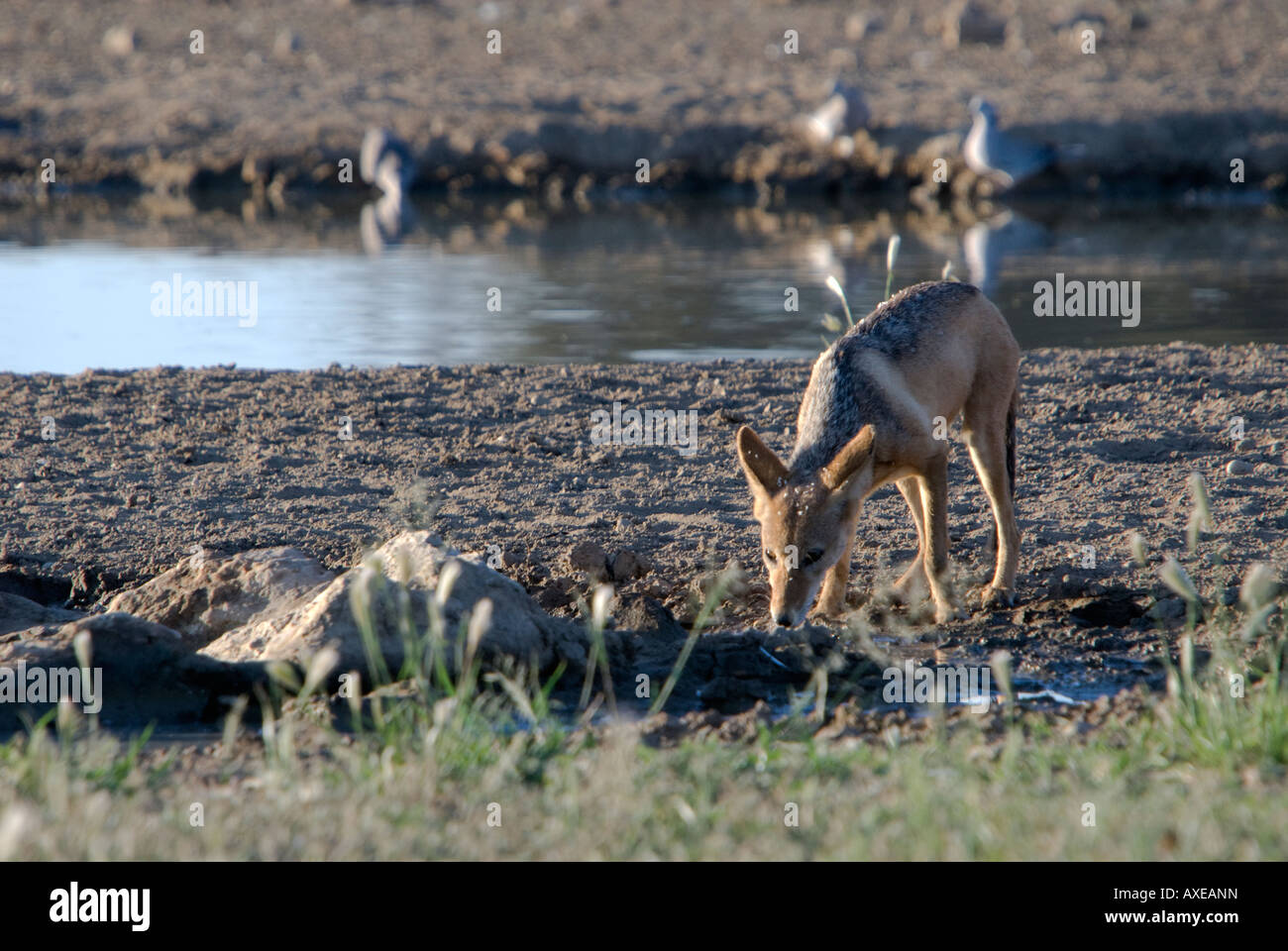A black backed jackal drinking at a waterhole in the Kalahari Stock Photo
