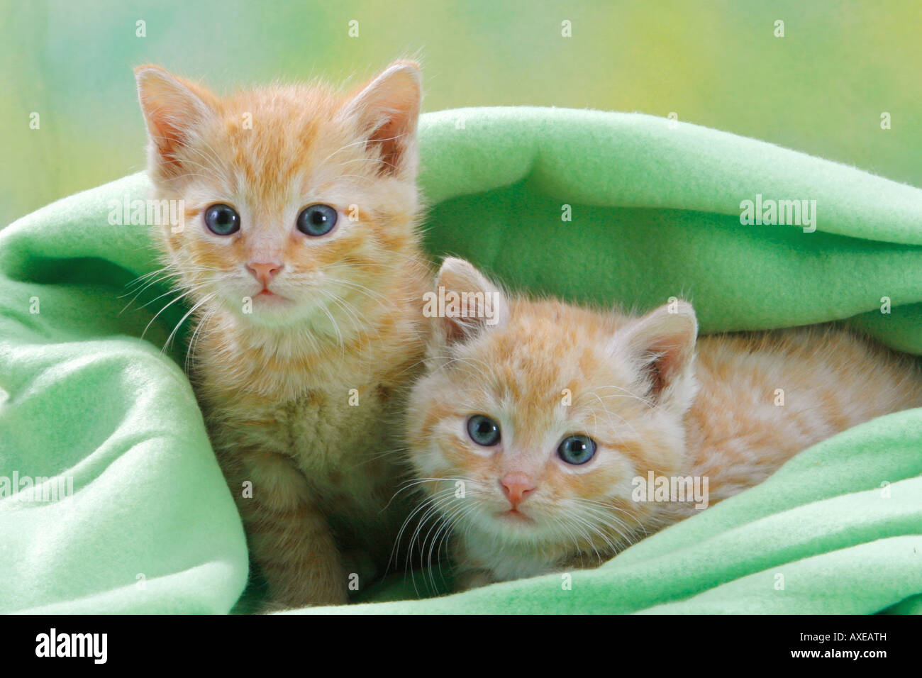 Domestic cat. Two kittens under a green blanket Stock Photo