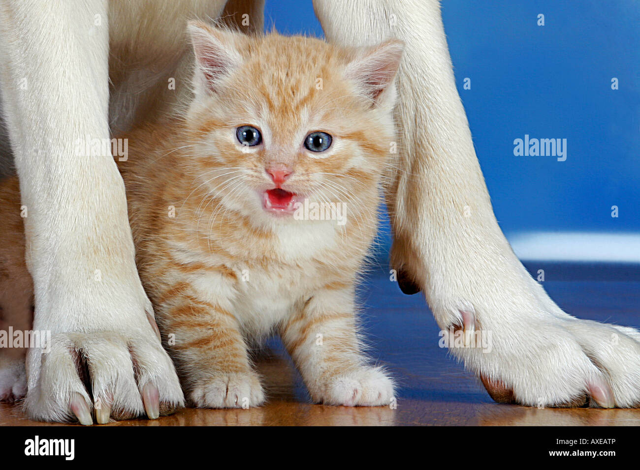 kitten between dog's paws Stock Photo