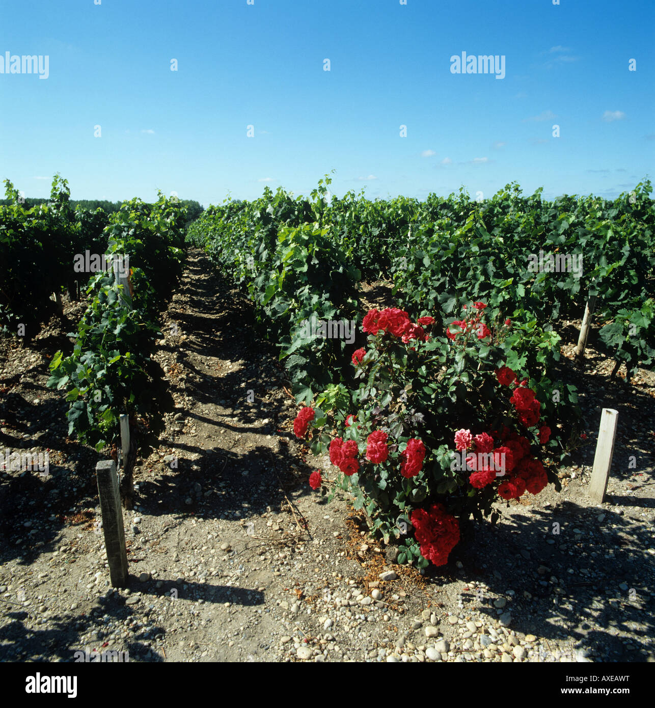 Vineyard with roses at the end of the rows near St Estephe Gironde France Stock Photo