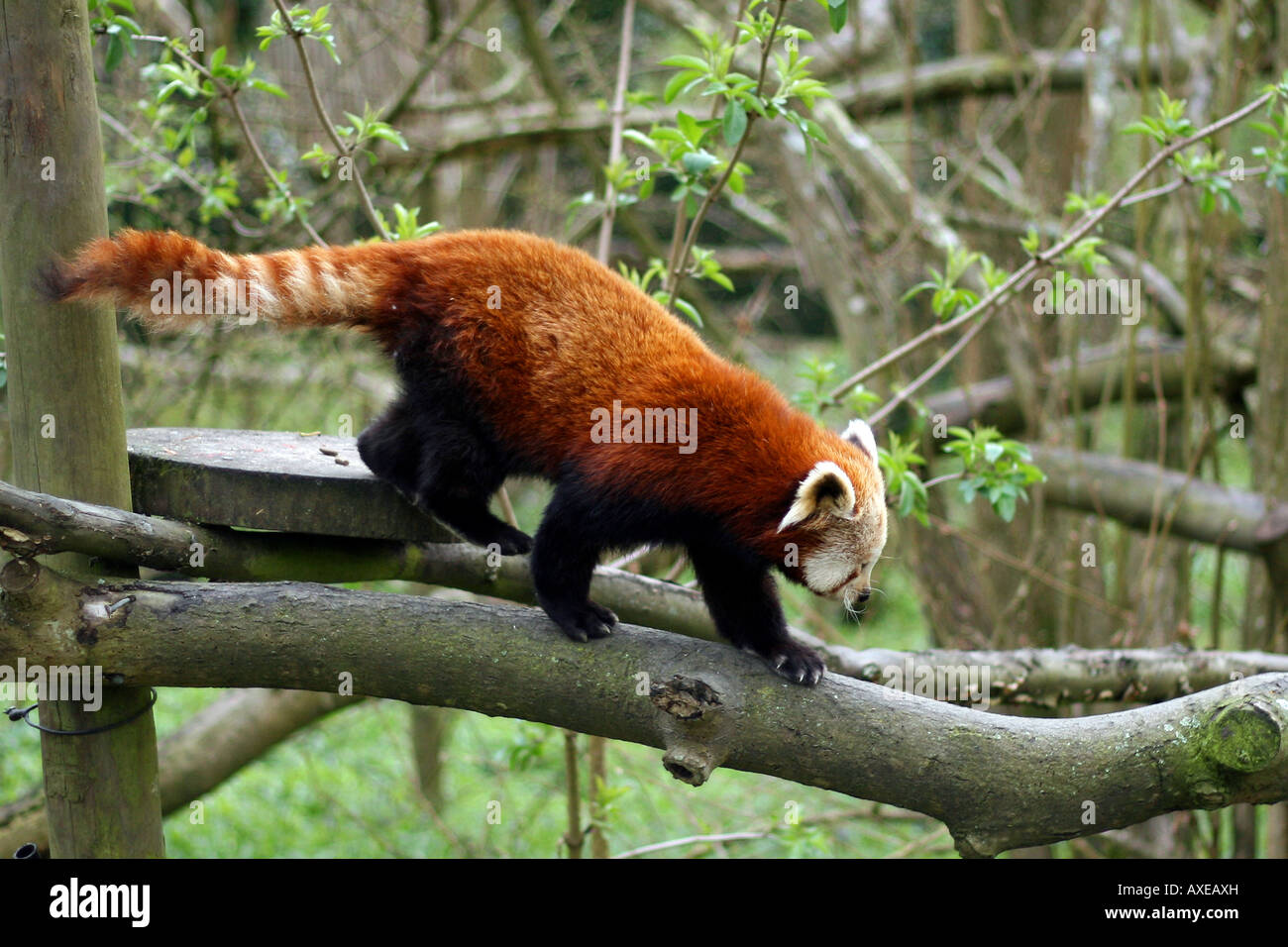 firefox animal firefox animal