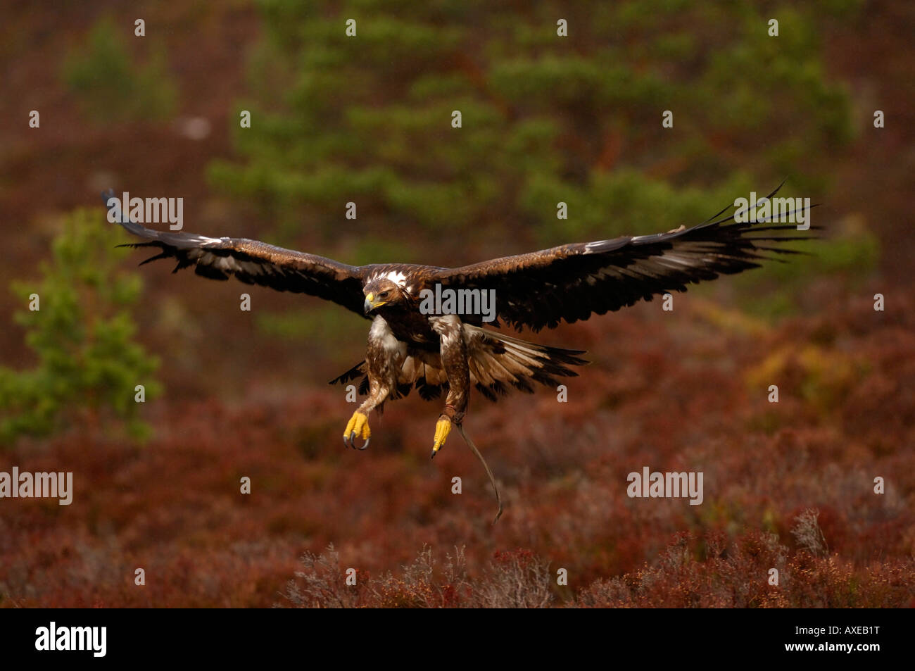 Golden Eagle Aquila Chrysaetos In Flight With Wings