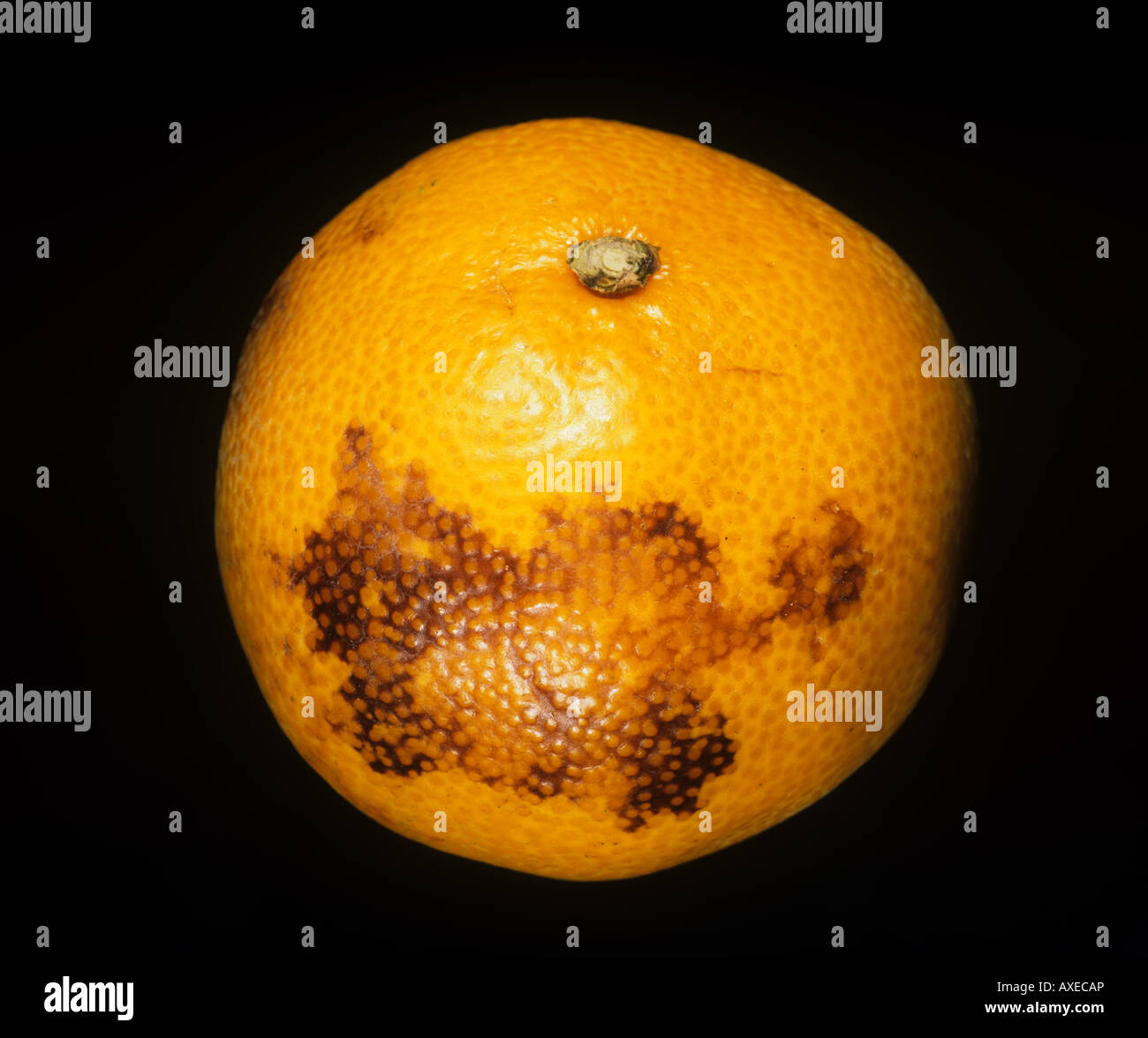 Ethylene burn caused by a ripening agent to an orange fruit in store Stock Photo