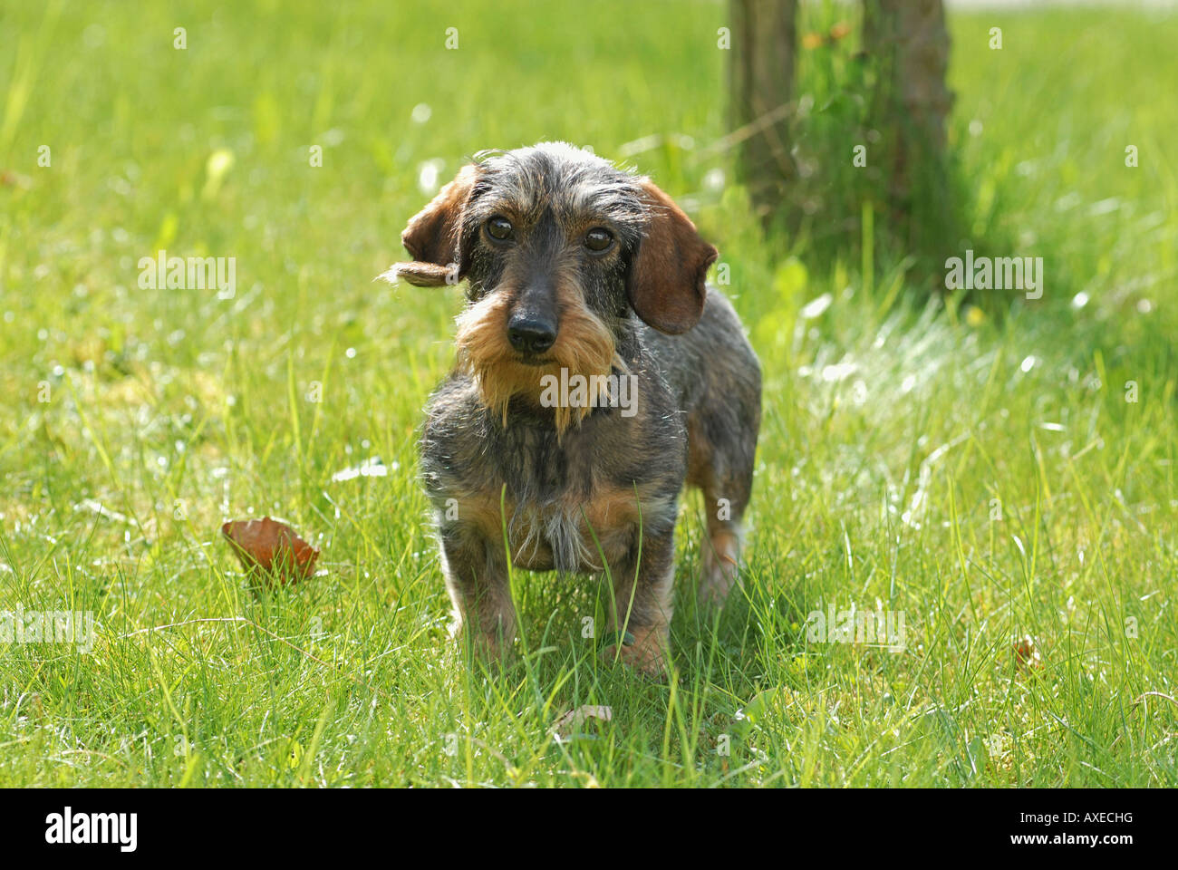 wire-haired dachshund - standing on meadow Stock Photo