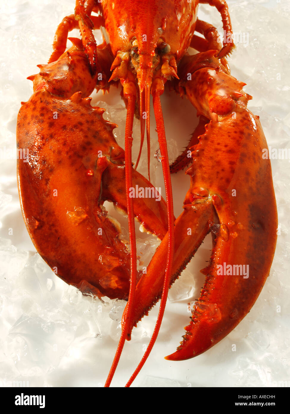 Fresh lobster in its shell on crushed ice Stock Photo