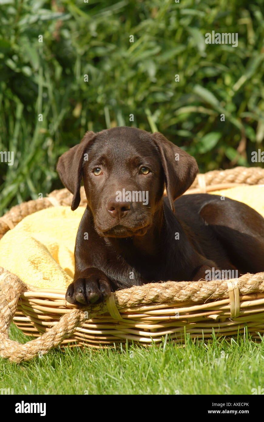 Labrador Retriever puppy - lying in basket Stock Photo