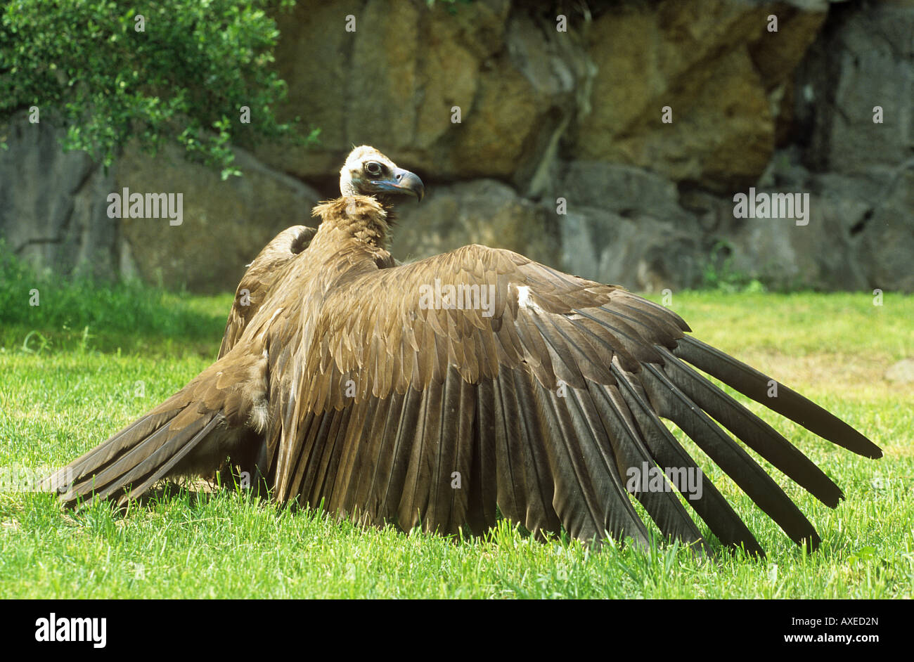 black vulture spreading its wings / Aegypius monachus Stock Photo Alamy