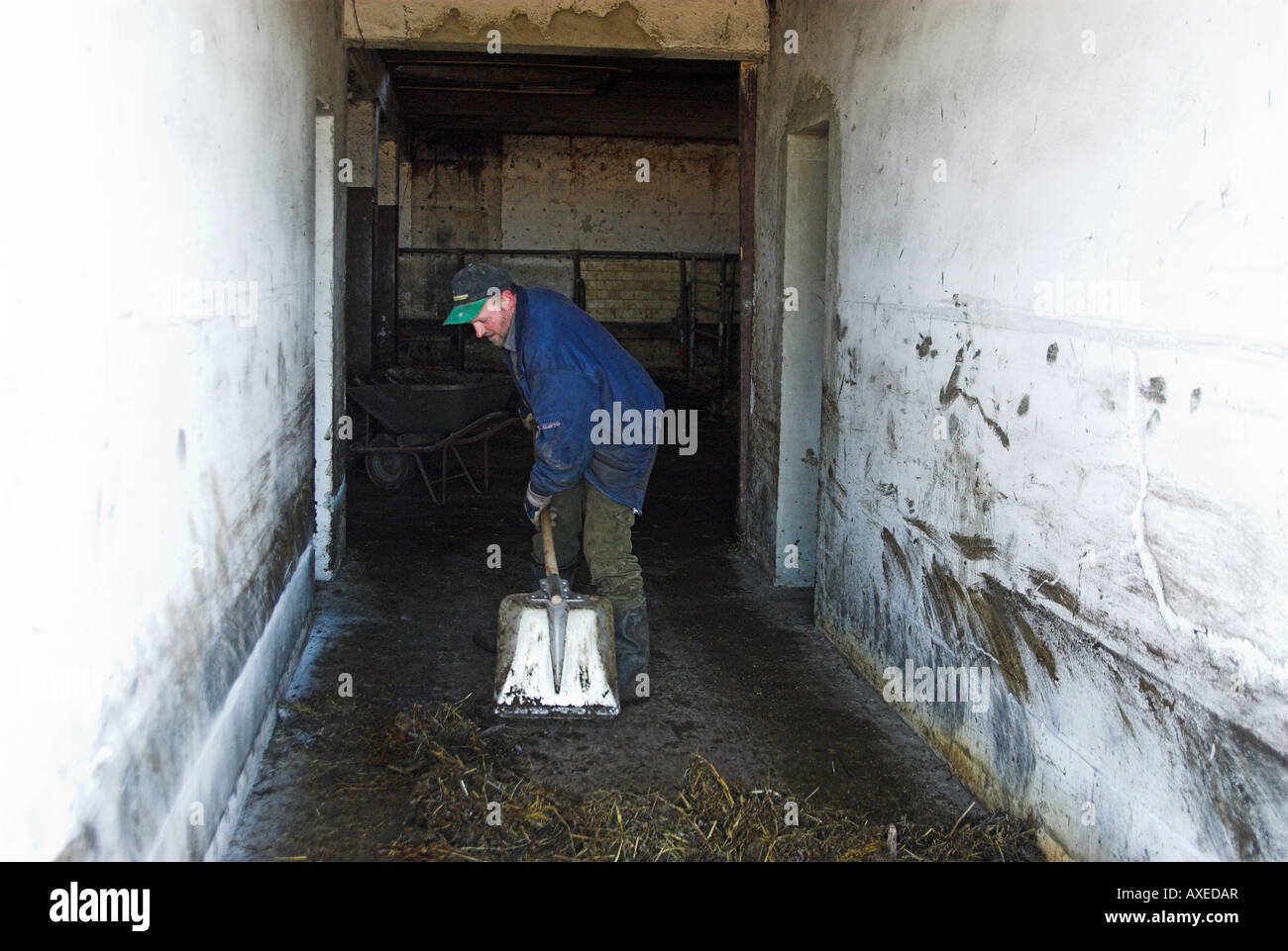 Farmer is cleaning a stable. Stock Photo