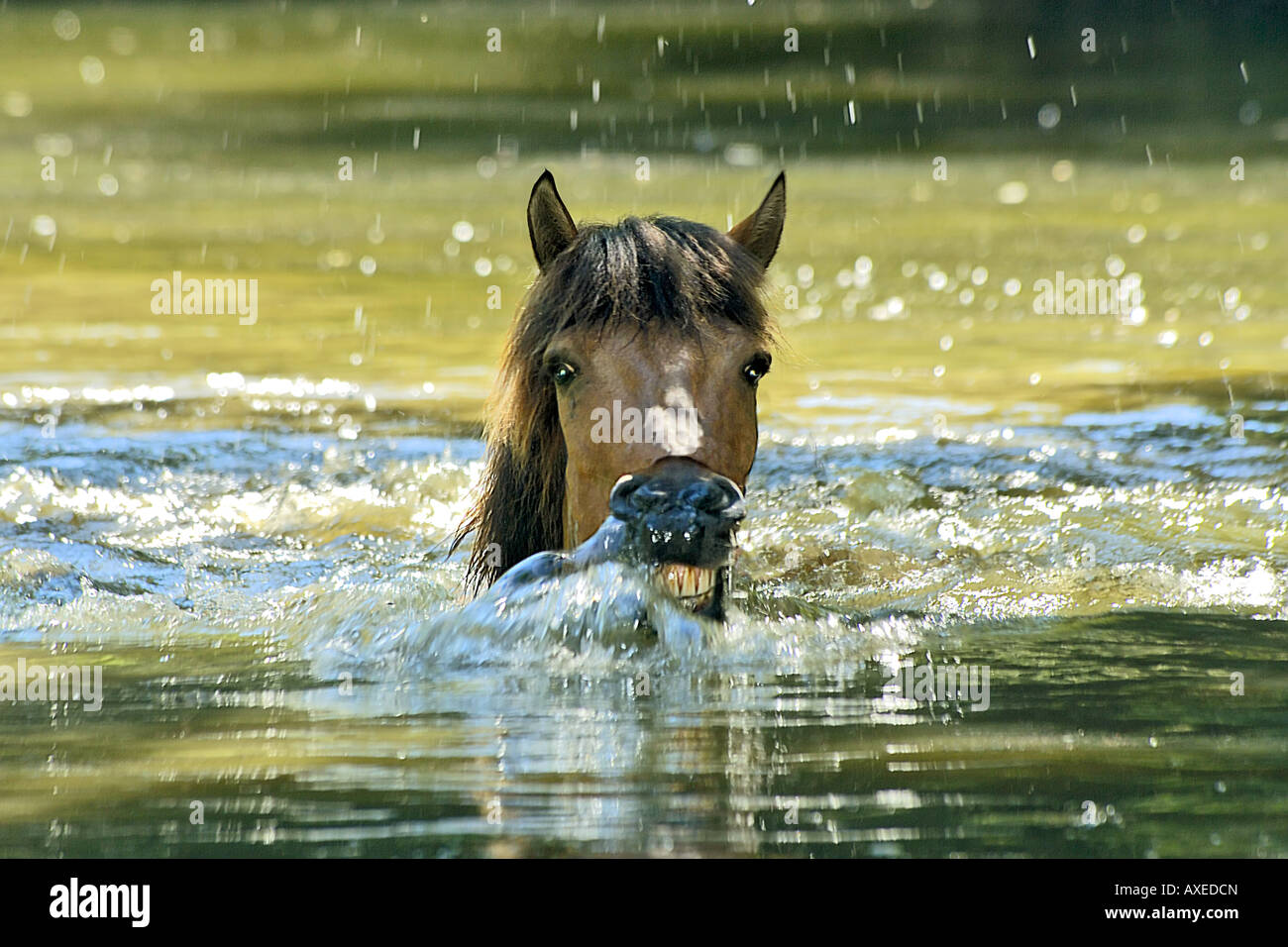 Swimming With Horses High Resolution Stock Photography and Images Alamy