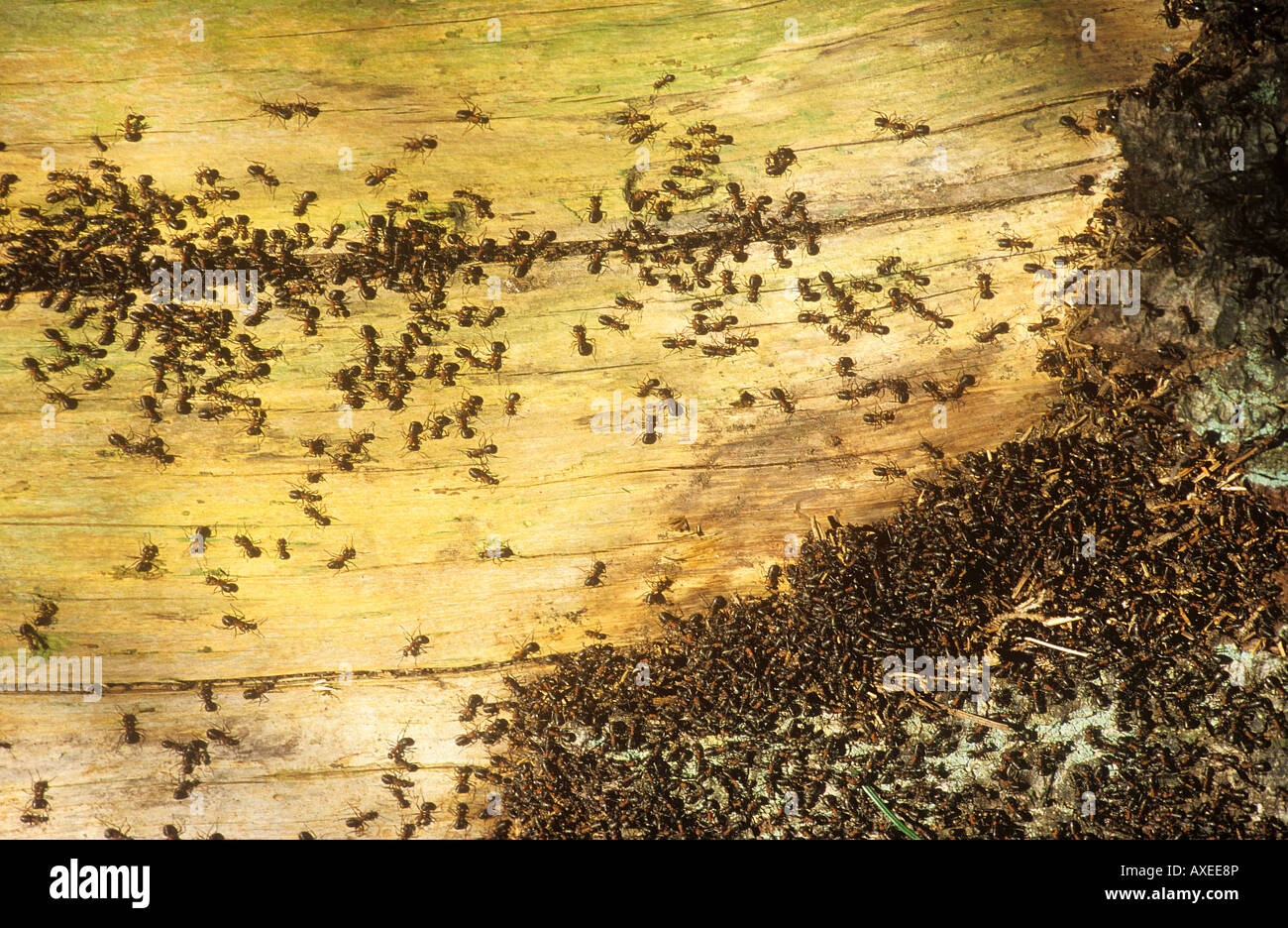 southern wood ants on wood / Formica rufa Stock Photo