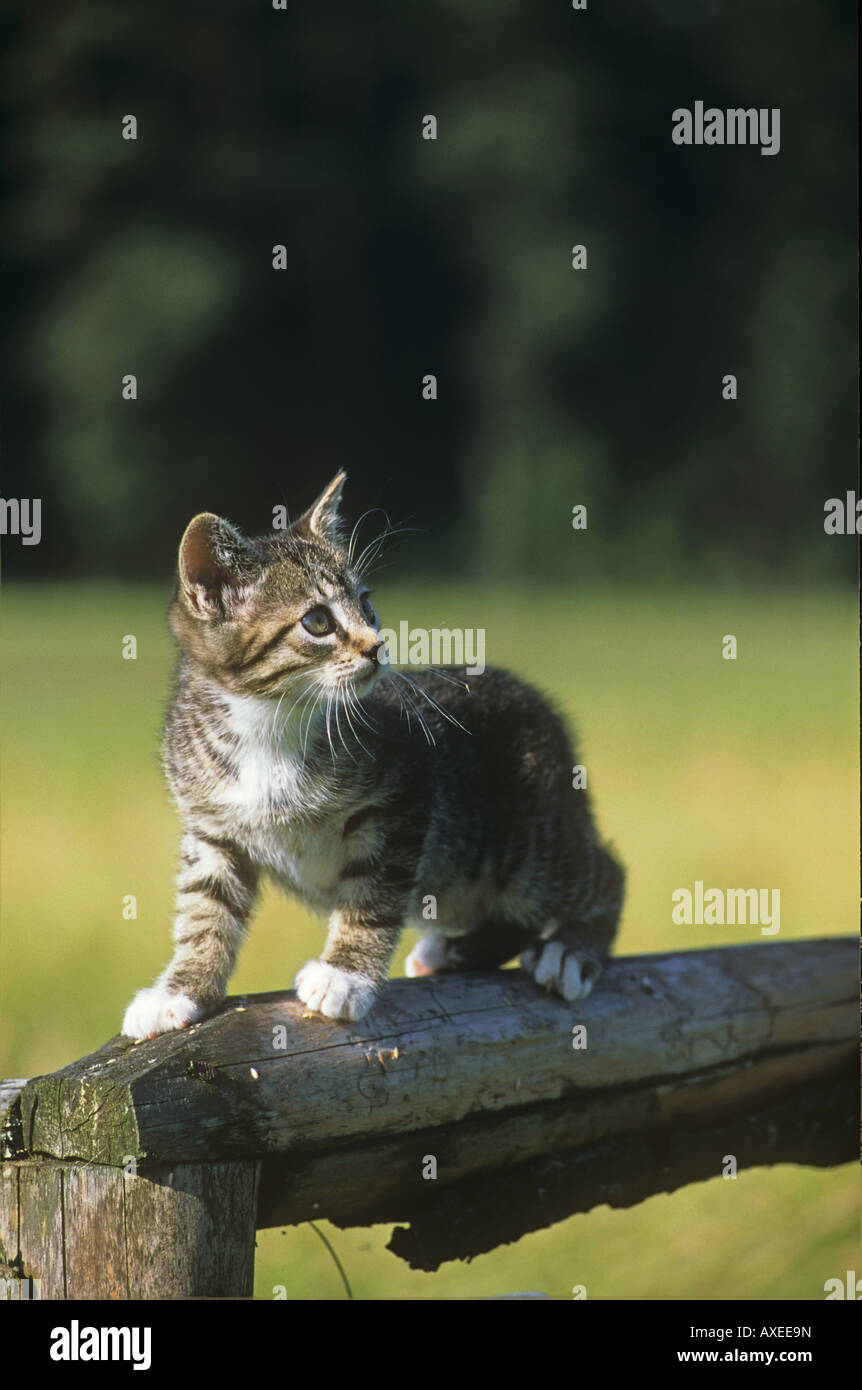 Domestic cat. Tabby kitten standing on a wooden fence Stock Photo - Alamy