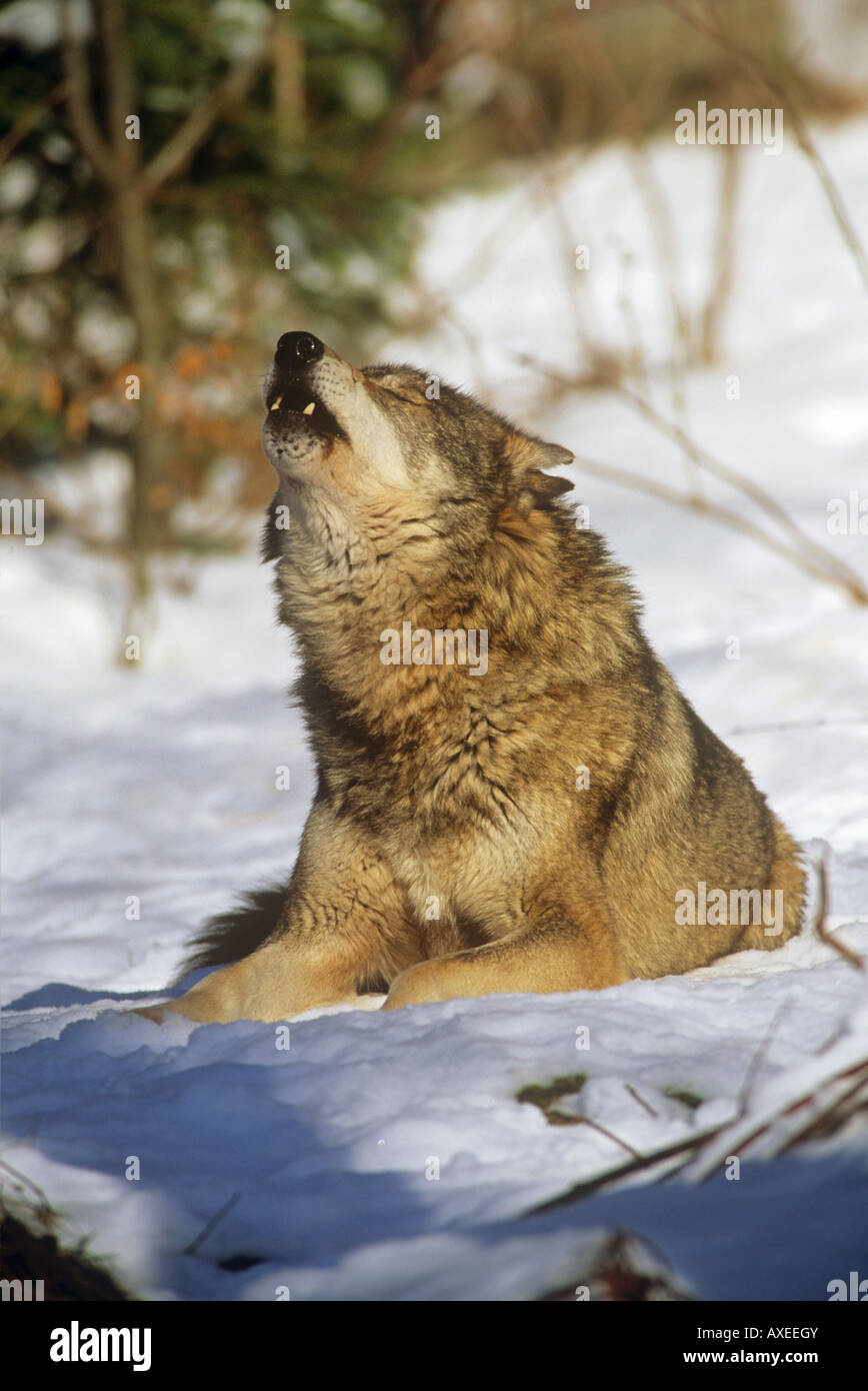wolf in snow - howling Stock Photo