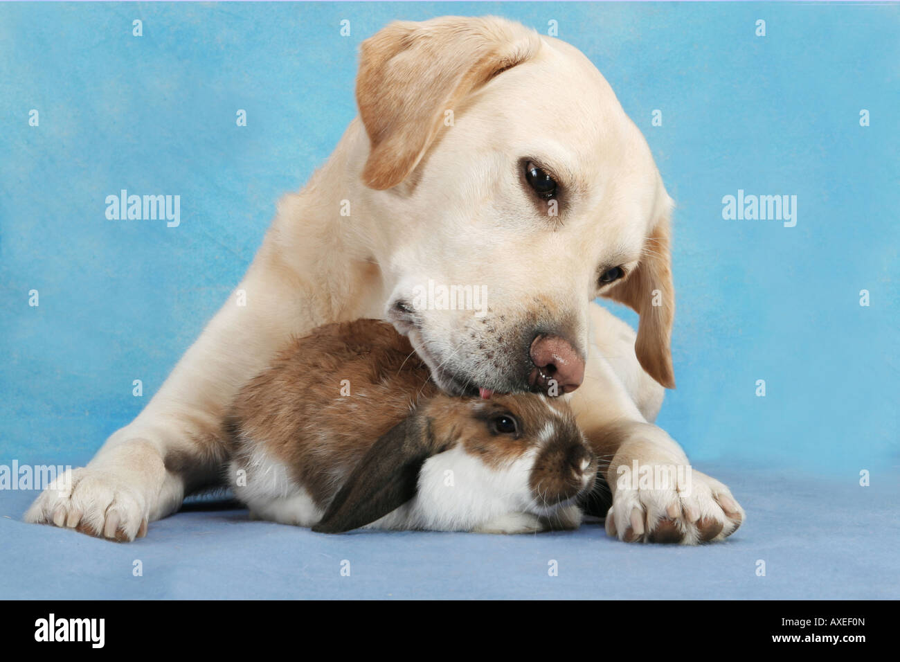 animal friendship : Labrador Retriever and lop-eared dwarf rabbit Stock Photo